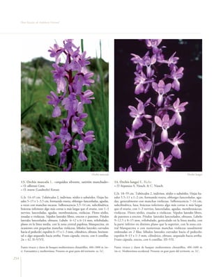 Flora Vascular de Andalucía Oriental




                                                                     Orchis mascula                                                                     Orchis langei

      13. Orchis mascula L. –orquídea silvestre, satirión manchado–                     14. Orchis langei K. Richt.
      = O. olbiensis Gren.                                                              = O. hispanica A. Niesch. & C. Niesch.
      = O. tenera (Landwehr) Kreutz
                                                                                        G.b. 18–59 cm. Tubérculos 2, indivisos, sésiles o subsésiles. Hojas ba-
      G.b. 14–45 cm. Tubérculos 2, indivisos, sésiles o subsésiles. Hojas ba-           sales 5,5–11 x 1–2 cm, formando roseta, oblongo–lanceoladas, agu-
      sales 5–15 x 1–3,5 cm, formando roseta, oblongo–lanceoladas, agudas,              das, generalmente con manchas violáceas. Inflorescencia 7–16 cm,
      a veces con manchas oscuras. Inflorescencia 3,5–14 cm, subcilíndrica;             subcilíndrica, laxa; brácteas inferiores algo más cortas o más largas
      brácteas inferiores algo más cortas o más largas que el ovario, con 1–3           que el ovario, con 1–3 nervios, lanceoladas, agudas, membranáceas,
      nervios, lanceoladas, agudas, membranáceas, violáceas. Flores sésiles,            violáceas. Flores sésiles, rosadas o violáceas. Sépalos laterales libres,
      rosadas o violáceas. Sépalos laterales libres, erectos o patentes. Pétalos        de patentes a erectos. Pétalos laterales lanceolados, obtusos. Labelo
      laterales lanceolados, obtusos. Labelo 6–12 x 6–14 mm, trilobulado,               9–12,5 x 8–15 mm, trilobulado, geniculado en la línea media, con
      plano en la línea media, con la zona central papilosa, blanquecina, en            la parte inferior en distinto plano que la superior, con la zona cen-
      ocasiones con pequeñas manchas violáceas; lóbulos laterales curvados              tral blanquecina o con numerosas manchas violáceas usualmente
      hacia el pedicelo; espolón 6–15 x 1–3 mm, cilíndrico, obtuso, horizon-            ordenadas en 2 filas; lóbulos laterales curvados hacia el pedicelo;
      tal o algo arqueado hacia arriba. Fruto cápsula, erecto, con 6 costillas.         espolón 8–13 x 1–3 mm, cilíndrico, obtuso, arqueado hacia arriba.
      2n = 42. II–V(VI).                                                                Fruto cápsula, erecto, con 6 costillas. III–VII.

      Pastos vivaces y claros de bosques mediterráneos climatófilos, 400–1800 m (m–     Pastos vivaces y claros de bosques mediterráneos climatófilos, 400–1600 m
      s). Euroasiática y mediterránea. Presente en gran parte del territorio. oc. LC.   (m–s). Mediterránea occidental. Presente en gran parte del territorio. oc. LC.

214
 