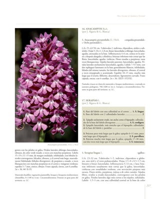 Flora Vascular de Andalucía Oriental




                                                                                 16. ANACAMPTIS Rich.
                                                                                 (por J. Algarra & G. Blanca)


                                                                                 1. Anacamptis pyramidalis (L.) Rich.                       –orquídea piramidal–
                                                                                 = Orchis pyramidalis L.

                                                                                 G.b. 25–42(70) cm. Tubérculos 2, indivisos, elipsoideos, sésiles o sub-
                                                                                 sésiles. Hojas 5–16 x 1–1,8 cm, linear–lanceoladas u oblongo–lanceoladas,
                                                                                 agudas, atenuadas en la base. Inflorescencia 4–6 cm, cónica en la ante-
                                                                                 sis y después alargada y cilíndrica; brácteas inferiores más cortas que las
                                                                                 flores, lanceoladas, agudas, violáceas. Flores rosadas o purpúreas, raras
                                                                                 veces blanquecinas. Sépalos laterales patentes, lanceolados, agudos. Pé-
                                                                                 talos laterales anchamente lanceolados, agudos. Labelo 7–9,5 mm, con
                                                                                 dos repliegues laminares en la base generalmente blancos, trilobulado;
                                                                                 lóbulos del mismo tamaño, los laterales divergentes, obtusos, el central
                                                                                 a veces emarginado o acuminado. Espolón 10–15 mm, mucho más
                                                                                 largo que el ovario, filiforme, descendente, ligeramente curvado. Fruto
                                                                                 cápsula, erecto, con 6 costillas. 2n = 36. (III)V–VI(VII).

                                                                                 Pastizales vivaces en claros de matorrales o bosques mediterráneos, a menudo en
                                                                                 sustratos pedregosos, 700–1600 m (m–s). Europea y circunmediterránea. Pre-
                                                                                 sente en gran parte del territorio. oc. LC.




                                                                                 17. SERAPIAS L.
                                                                                 (por J. Algarra & G. Blanca)


                                                                                  1. Base del labelo con una callosidad en el centro .... 1. S. lingua
                                                                                  1. Base del labelo con 2 callosidades laterales ............................ 2

                                                                                  2. Epiquilo anchamente ovado, tan ancho como el hipoquilo; callosida-
                                                                                  des de la base del labelo divergentes ....................... 4. S. cordigera
                                                                                  2. Epiquilo lanceolado, más estrecho que el hipoquilo; callosidades
                                                                                  de la base del labelo ± paralelas .................................................. 3

                                                                                  3. Brácteas poco más largas que la gálea; epiquilo 6–11 mm, poco
                                                                                  más largo que el hipoquilo .................................. 2. S. parviflora
                                                                                  3. Brácteas mucho más largas que la gálea; epiquilo 17–30 mm,
                                                                                  casi dos veces más largo que el hipoquilo .............. 3. S. vomeracea
                                        Anacamptis pyramidalis. Foto: J. Real

gentes con los pétalos en gálea. Pétalos laterales oblongo–lanceolados,
obtusos, de color verde rosado, a veces con manchas purpúreas. Labelo            1. Serapias lingua L.                                                        –gallos–
15–19 x 11–15 mm, de margen ondulado, trilobulado, con lóbulos la-
terales convergentes, falcados, obtusos, y el central más largo, marcada-        G.b. 23–32 cm. Tubérculos 1–5, indivisos, elipsoideos o globo-
mente bilobulado (lóbulos divergentes), de purpúreo a rosado, a veces            sos, uno sésil y el resto pedunculados. Hojas 2,5–8 x 0,5–1,5 cm,
blanquecino con manchas purpúreas en el centro y márgenes verdosos;              lineares o linear–lanceoladas. Inflorescencia 3–12 cm, ± laxa; brác-
espolón 5–7 mm, cónico, obtuso. Fruto cápsula, erecto, con 6 costillas.          teas inferiores usualmente más cortas que la gálea, lanceoladas,
2n = 36, 60. II–IV.                                                              violáceas con tonalidades verdosas, con nerviación púrpura más
                                                                                 oscura. Flores sésiles, purpúreas, rojizas o de color castaño. Sépalos
Matorrales basófilos, vegetación psammófila, bosques y bosquetes mediterráneos   libres, ovados u ovado–lanceolados, convergentes con los pétalos
climatófilos, 0–1100 m (t–m). Circunmediterránea. Presente en gran parte del     en gálea. Pétalos laterales algo más cortos a los sépalos, subulados.
territorio. oc. LC.                                                              Labelo 1,5–3 cm, con una callosidad central en la base de color

                                                                                                                                                                           217
 