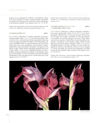 Flora Vascular de Andalucía Oriental




      púrpura oscuro; hipoquilo de reniforme a obcordiforme, peloso                      Pastizales sobre suelos húmedos y claros de matorral o bosque mediterráneo,
      en el centro; epiquilo 13–20 mm, ovado–lanceolado a lanceolado,                    200–900 m (t–m). Mediterrránea y macaronésica. Presente en gran parte del
      estrechado en la zona basal, de la mitad de la anchura del hipoqui-                territorio. ra. LC.
      lo, generalmente péndulo. Fruto cápsula, erecto. 2n = 72. IV–VI.

      Pastizales sobre suelos húmedos y claros de matorral o bosque mediterráneo, 200–   3. Serapias vomeracea (Burm. fil.) Briq.                             –gallos–
      1200 m (t–m). Mediterránea. Presente en gran parte del territorio. ra. LC.         = S. pseudocordigera (Sebast.) Moric.

                                                                                         G.b. 15–40 cm. Tubérculos 2, indivisos, elipsoideos, subsésiles o
      2. Serapias parviflora Parl.                                         –gallos–      el más joven pedunculado. Hojas 4,5–14 x 0,5–1,3 cm, linear–
                                                                                         lanceoladas. Inflorescencia 5–12 cm, laxa; brácteas inferiores mu-
      G.b. 19–30 cm. Tubérculos 2–5, indivisos, elipsoideos, los más jóve-               cho más largas que la gálea, lanceoladas, de color gris purpúreo
      nes pedunculados. Hojas 7–17 x 1–1,5 cm, linear–lanceoladas. Inflo-                o rojo pálido con nerviación púrpura más oscura. Flores sésiles,
      rescencia 3–8 cm, ± densa; brácteas inferiores generalmente más cortas             rojo–oscuras o purpúreas. Sépalos libres, ovado–lanceolados o lan-
      o poco más largas que la gálea, lanceoladas u ovado–lanceoladas, roji-             ceolados, convergentes con los pétalos en gálea. Pétalos laterales
      zas con tonalidades verdes, con nerviación púrpura más oscura. Flores              algo más cortos que los sépalos, subulados. Labelo 2–4 cm, con 2
      sésiles, rojas oscuras o rojo–amarillentas, con tonos grises o verdosos.           callosidades laterales en la base ± paralelas y de color variable; hi-
      Sépalos libres, ovado–lanceolados o lanceolados, convergentes con los              poquilo de reniforme a obcordiforme, peloso en el centro; epiquilo
      pétalos en gálea. Pétalos laterales estrechados progresivamente hacia              17–30 mm, lanceolado, más estrecho que el hipoquilo y casi doble
      el ápice. Labelo 1,4–2 cm, con 2 callosidades laterales en la base ±               de largo que éste, péndulo o algo recurvado. Fruto cápsula, erecto.
      paralelas, purpúreas; hipoquilo de reniforme a semiorbicular, peloso               2n = 36. IV–VI.
      en el centro; epiquilo 6–11 mm, lanceolado, de la mitad de anchura
      del hipoquilo y poco más largo que éste, curvado hacia atrás. Fruto                Pastizales sobre suelos frescos y claros de bosques mediterráneos climatófilos,
      cápsula, erecto. 2n = 36. III–V.                                                   400–1100 m (t–m). Circunmediterránea. Ronda. rr. NT.




                                                                                                                                                     Serapias cordigera

218
 