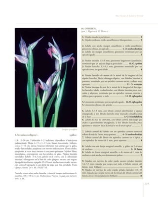 Flora Vascular de Andalucía Oriental




                                                                                 18. OPHRYS L.
                                                                                 (por J. Algarra & G. Blanca)

                                                                                  1. Sépalos rosados o purpúreos .................................................... 2
                                                                                  1. Sépalos verdosos, verde–amarillentos o blanquecinos .............. 5

                                                                                  2. Labelo con ancho margen amarillento o verde–amarillento;
                                                                                  ginostemo obtuso, sin apículo ...................... 4. O. tenthredinifera
                                                                                  2. Labelo sin margen amarillento; ginostemo terminado por un
                                                                                  apículo agudo ............................................................................. 3

                                                                                  3. Pétalos laterales 1,5–3 mm; ginostemo largamente acuminado,
                                                                                  terminado por un apículo largo y geniculado ......... 10. O. apifera
                                                                                  3. Pétalos laterales 3,5–9,5 mm; ginostemo terminado por un
                                                                                  apículo corto, no geniculado ....................................................... 4

                                                                                  4. Pétalos laterales de menos de la mitad de la longitud de los
                                                                                  sépalos laterales; labelo oblongo–elíptico, con lóbulos laterales ±
                                                                                  patentes, terminado por un apéndice carnoso ancho y reflexo muy
                                                                                  aparente .............................................................. 11. O. scolopax
                                                                                  4. Pétalos laterales de más de la mitad de la longitud de los sépa-
                                                                                  los laterales; labelo ± suborbicular, con lóbulos laterales poco mar-
                                                                                  cados y adpresos, terminado por un apéndice carnoso estrecho y
                                                                                  deflexo poco aparente o nulo .......................... 12. O. sphegodes

                                                                                  5. Ginostemo terminado por un apículo agudo .. 12. O. sphegodes
                                                                                  5. Ginostemo obtuso, sin apículo ............................................... 6

                                                                                  6. Labelo 5,5–8 mm, con lóbulo central suborbicular y apenas
                                                                                  emarginado, y dos lóbulos laterales muy marcados situados cerca
                                                                                  de la base ....................................................... 3. O. bombyliflora
                                                                                  6. Labelo de más de (8)9 mm, con lóbulo central más largo que
                                                                                  ancho y generalmente emarginado, y dos lóbulos laterales poco
                                                                                  aparentes o situados hacia la mitad o en el tercio apical .............. 7
                                                           Serapias parviﬂora
                                                                                  7. Lóbulo central del labelo con un apéndice carnoso terminal
4. Serapias cordigera L.                                            –gallos–      reflexo de más de 2 mm, muy aparente .......... 4. O. tenthredinifera
                                                                                  7. Lóbulo central del labelo sin apéndice carnoso en el ápice o
G.b. 15–50 cm. Tubérculos 1–2, indivisos, elipsoideos, el más joven               con apéndice de menos de 1 mm, poco aparente ...................... 8
pedunculado. Hojas 4–15 x 1–1,5 cm, linear–lanceoladas. Inflores-
cencia 7–15 cm, densa; brácteas inferiores más cortas que la gálea,               8. Labelo con una franja marginal amarilla y glabra de 3–6 mm
ovado–lanceoladas, purpúreas con nervios más oscuros. Flores sésiles,             de anchura ............................................................... 9. O. lutea
purpúreas, a veces muy oscuras o con tonos grisáceos. Sépalos libres,             8. Labelo sin franja marginal amarilla, o de menos de 1 mm de
lanceolados, convergentes con los pétalos en gálea. Pétalos laterales             anchura, o más ancha pero densamente pelosa .............................. 9
subulados. Labelo 3–4,3 cm, peloso en el centro, con 2 callosidades
laterales y divergentes en la base de color púrpura oscuro, casi negras;
hipoquilo reniforme; epiquilo 19–28 mm, anchamente ovado, tan an-                 9. Sépalos con nervios de color pardo oscuro; pétalos laterales
cho como el hipoquilo y casi doble de largo que éste, péndulo. Fruto              3,4–5,5 mm; mácula que ocupa casi todo el lóbulo central del
cápsula, erecto. 2n = 36. (III)IV–VI.                                             labelo, muy brillante .............................................................. 10
                                                                                  9. Sépalos sin nervios de color pardo; pétalos laterales (5)6–15
Pastizales vivaces sobre suelos húmedos y claros de bosques mediterráneos cli-    mm; mácula que ocupa menos de la mitad del lóbulo central del
matófilos, 400–1100 m (t–m). Mediterránea. Presente en gran parte del terri-      labelo, poco o moderadamente brillante .................................... 11
torio. ra. LC.

                                                                                                                                                                                  219
 