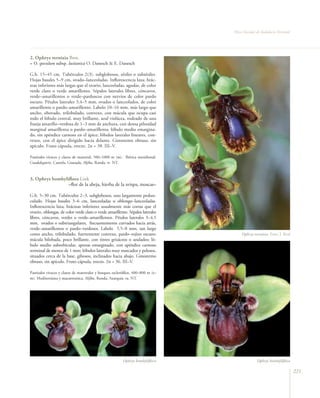 Flora Vascular de Andalucía Oriental




2. Ophrys vernixia Brot.
= O. speculum subsp. lusitanica O. Danesch & E. Danesch

G.b. 15–45 cm. Tubérculos 2(3), subglobosos, sésiles o subsésiles.
Hojas basales 5–9 cm, ovado–lanceoladas. Inflorescencia laxa; brác-
teas inferiores más largas que el ovario, lanceoladas, agudas, de color
verde claro o verde amarillento. Sépalos laterales libres, cóncavos,
verde–amarillentos o verde–parduscos con nervios de color pardo
oscuro. Pétalos laterales 3,4–5 mm, ovados o lanceolados, de color
amarillento o pardo–amarillento. Labelo 10–16 mm, más largo que
ancho, obovado, trilobulado, convexo, con mácula que ocupa casi
todo el lóbulo central, muy brillante, azul violácea, rodeado de una
franja amarillo–verdosa de 1–3 mm de anchura, con densa pilosidad
marginal amarillenta o pardo–amarillenta; lóbulo medio emargina-
do, sin apéndice carnoso en el ápice; lóbulos laterales lineares, con-
vexos, con el ápice dirigido hacia delante. Ginostemo obtuso, sin
apículo. Fruto cápsula, erecto. 2n = 38. III–V.

Pastizales vivaces y claros de matorral, 500–1000 m (m). Ibérica meridional.
Guadalquivir, Cazorla, Granada, Aljibe, Ronda. rr. NT.



3. Ophrys bombyliflora Link
                 –flor de la abeja, hierba de la avispa, moscas–

G.b. 5–30 cm. Tubérculos 2–3, subglobosos, uno largamente pedun-
culado. Hojas basales 3–6 cm, lanceoladas u oblongo–lanceoladas.
Inflorescencia laxa; brácteas inferiores usualmente más cortas que el
ovario, oblongas, de color verde claro o verde amarillento. Sépalos laterales
libres, cóncavos, verdes o verde–amarillentos. Pétalos laterales 3–4,5
mm, ovados o subtriangulares, frecuentemente curvados hacia atrás,
verde–amarillentos o pardo–verdosos. Labelo 5,5–8 mm, tan largo
como ancho, trilobulado, fuertemente convexo, pardo–rojizo oscuro;                    Ophrys vernixia. Foto: J. Real
mácula bilobada, poco brillante, con tintes grisáceos o azulados; ló-
bulo medio suborbicular, apenas emarginado, con apéndice carnoso
terminal de menos de 1 mm; lóbulos laterales muy marcados y pelosos,
situados cerca de la base, gibosos, inclinados hacia abajo. Ginostemo
obtuso, sin apículo. Fruto cápsula, erecto. 2n = 36. III–V.

Pastizales vivaces y claros de matorrales y bosques esclerófilos, 400–800 m (t–
m). Mediterránea y macaronésica. Aljibe, Ronda, Axarquía. ra. NT.




                                                          Ophrys bombyliﬂora                    Ophrys bombyliﬂora

                                                                                                                         221
 