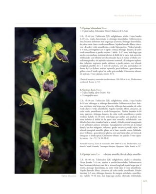 Flora Vascular de Andalucía Oriental




                    7. Ophrys bilunulata Risso
                    = O. fusca subsp. bilunulata (Risso) Aldasoro & L. Sáez

                    G.b. 12–40 cm. Tubérculos 2(3), subglobosos, sésiles. Hojas basales
                    4–10 cm, ovado–lanceoladas u oblongo–lanceoladas. Inflorescencia
                    laxa; brácteas inferiores más largas que el ovario, oblongo–lanceoladas,
                    de color verde claro o verde amarillento. Sépalos laterales libres, cónca-
                    vos, de color verde amarillento o verde blanquecino. Pétalos laterales
                    4–6 mm, convergentes con el sépalo central, oblongo–lineares, de color
                    verde amarillento o pardo verdoso. Labelo 9–15 mm, más largo que
                    ancho, con anchura máxima inferior al doble de la parte más estrecha,
                    trilobulado, con lóbulos laterales situados hacia la mitad y lóbulo cen-
                    tral emarginado y sin apéndice carnoso terminal, de márgenes aplana-
                    dos, velutino, negruzco, pardo violáceo o pardo oscuro, con reborde
                    marginal amarillo de c. 1 mm de anchura, con una acanaladura en
                    forma de V en la base; mácula bipartida, poco brillante, generalmente
                    glabra, con el borde apical de color gris–azulado. Ginostemo obtuso,
                    sin apículo. Fruto cápsula, erecto. II–V.

                    Claros de bosques y matorrales mediterráneos, 100–900 m (t–m). Mediterránea
                    occidental. Ronda. rr. NT.



                    8. Ophrys dyris Maire
                    = O. fusca subsp. dyris (Maire) Soó
                    = O. omegaifera auct.

                    G.b. 15–30 cm. Tubérculos 2(3), subglobosos, sésiles. Hojas basales
                    4–10 cm, oblongas u oblongo–lanceoladas. Inflorescencia laxa; brác-
                    teas inferiores más largas que el ovario, oblongo–lanceoladas, de color
                    verde claro o verde amarillento. Sépalos laterales libres, cóncavos, de
                    color verde amarillento o verde blanquecino. Pétalos laterales 6–10
                    mm, patentes, oblongo–lineares, de color verde amarillento o pardo
                    verdoso. Labelo 12–18 mm, más largo que ancho, con anchura má-
                    xima inferior al doble de la parte más estrecha, trilobulado, con
                    lóbulos laterales situados hacia la mitad y lóbulo central emarginado
                    y sin apéndice carnoso terminal, marcadamente convexo en la mitad
                    distal y en los márgenes, velutino, pardo oscuro o pardo rojizo, sin
                    reborde marginal amarillo, plano en la base; mácula entera, bilobada,
                    poco brillante, generalmente glabra, con una franja clara en forma de
                    omega en el borde apical. Ginostemo obtuso, sin apículo. Fruto cápsu-
                    la, erecto. 2n = 72, 74, 90. II–V.

                    Pastizales vivaces y claros de matorrales, 600–1000 m (t–m). Mediterránea occi-
                    dental. Cazorla, Granada, Trevenque–Almijara, Alpujarras, Aljibe, Ronda. ra. LC.



                    9. Ophrys lutea Cav.          –abejera amarilla, flor de abeja amarilla–

                    G.b. 10–40 cm. Tubérculos 2(3), subglobosos, sésiles o subsésiles.
                    Hojas basales 5–9 cm, ovadas u ovado–lanceoladas. Inflorescencia
                    laxa; brácteas inferiores casi de la misma longitud o más largas que el
                    ovario, oblongo–lanceoladas, de color verde claro o verde amarillento.
                    Sépalos laterales libres, cóncavos, de color verde amarillento. Pétalos
                    laterales 5–9 mm, oblongo–lineares, de margen ondulado, amarillen-
Ophrys bilunulata   tos. Labelo 9–16 mm, más largo que ancho, obovado, trilobulado,

                                                                                                       223
 