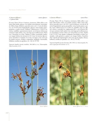Flora Vascular de Andalucía Oriental




      3. Juncus inflexus L.                                    –junco glauco–        4. Juncus effusus L.                                             –junco fino–
      = J. glaucus Ehrh.
                                                                                     H.caesp. Hasta 120 cm. Cespitosa, rizomatosa. Tallos afilos o con
      H.caesp. Hasta 150 cm. Cespitosa, rizomatosa. Tallos afilos o con              hojas todas basales, verdes, con médula continua. Tallos y hojas cilín-
      hojas todas basales, glaucos, con médula trasversalmente interrumpi-           dricos, parecidos entre sí, de (2)3–5 mm de diámetro, con más de 30
      da. Tallos y hojas cilíndricos, parecidos entre sí, de 1–3 mm de diáme-        estrías longitudinales apenas perceptibles; vainas basales pajizas o par-
      tro, con 10–20 estrías longitudinales, glaucos; vainas basales negro–          das, mates. Inflorescencia (1)1,5–6(8) cm, multiflora, laxa (var. effu-
      purpúreas o pardo–oscuras, brillantes. Inflorescencia 3–10(13) cm,             sus) o densa y contraída (var. subglomeratus DC.), con la bráctea infe-
      cimosa, multiflora, aparentemente lateral, con la bráctea inferior que         rior que continúa el tallo similar a éste, más larga que la inflorescencia,
      continúa el tallo similar a éste, más larga que la inflorescencia. Flores      no ensanchada en la base. Flores con 2 bractéolas en su base. Tépalos
      con 2 bractéolas en su base. Tépalos 6, ovados, acuminados, pardos,            6, de 2–2,5(2,7) mm, iguales o subiguales, lanceolados u ovados, acu-
      con margen hialino; los externos de 2,8–4 mm, los internos algo me-            minados, verde–grisáceos o pajizos, con margen hialino. Estambres
      nores. Estambres 6. Cápsulas 2,5–4 mm, tan largas o más cortas que             3(6). Cápsulas de longitud igual o más cortas que los tépalos, obtusas,
      los tépalos externos, ovoideas o elipsoideas, subagudas, mucronadas,           brillantes; semillas sin apéndices. 2n = 40, 42. VI–VII.
      brillantes; semillas sin apéndices. 2n = 40, 42. IV–VII.
                                                                                     Vegetación higrófila (juncales silicícolas), 200–2700 (t–o). Subcosmopolita. Pre-
      Vegetación higrófila (juncales nitrófilos), 200–2000 m (t–o). Paleotemplada.   sente en gran parte del territorio. oc. LC.
      Todo el territorio. fr. LC.




                                                                   Juncus inﬂexus                                                     Juncus eﬀusus Foto: C. Salazar




232
 