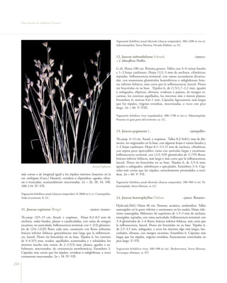 Flora Vascular de Andalucía Oriental




                                                                                       Vegetación helofítica anual silicícola (charcas temporales), 300–2200 m (m–o).
                                                                                       Subcosmopolita. Sierra Morena, Nevada–Filabres. ra. LC.



                                                                                       12. Juncus subnodulosus Schrank                                     –junco–
                                                                                       = J. obtusiflorus Hoffm.

                                                                                       G.rh. Hasta 100 cm. Rizoma grueso. Tallos con 3–4 vainas basales
                                                                                       y 1–2 hojas caulinares. Hojas (1)2–3 mm de anchura, cilíndricas,
                                                                                       septadas. Inflorescencia terminal, con ramas secundarias divarica-
                                                                                       das, con numerosos glomérulos hemisféricos o subglobosos; brác-
                                                                                       tea inferior foliácea, más corta que la inflorescencia, lateral. Flores
                                                                                       sin bractéolas en su base. Tépalos 6, de (1,5)1,7–2,2 mm, iguales
                                                                                       o subiguales, elípticos, obtusos, verdosos o pajizos, de margen es-
                                                                                       carioso, los externos aquillados, los internos más o menos planos.
                                                                                       Estambres 6; anteras 0,6–1 mm. Cápsulas ligeramente más largas
                                                                                       que los tépalos, trígono–ovoideas, mucronadas, a veces con pico
                                                                                       largo. 2n = 40. V–VIII.

                                                                                       Vegetación helofítica vivaz (espadañales), 400–1700 m (m–s). Paleotemplada.
                                                                                       Presente en gran parte del territorio. oc. LC.



                                                                                       13. Juncus pygmaeus L.                                          –junquillo–

                                                                                       Th.caesp. 4–12 cm. Anual, ± cespitosa. Tallos 0,2–0,8(1) mm de diá-
                                                                                       metro, no engrosados en la base, con algunas hojas o vainas basales y
                                                                                       1–2 hojas caulinares. Hojas 0,1–1(1,5) mm de anchura, cilíndricas,
                                                                                       con septos poco apreciables; vaina con aurículas largas y escariosas.
                                                                                       Inflorescencia terminal, con (1)3–5(9) glomérulos de 3–7(9) flores;
                                                                                       bráctea inferior foliácea, más larga o más corta que la inflorescencia,
                                                                                       lateral. Flores sin bractéolas en su base. Tépalos 6, de 3,5–6 mm,
                                                                    Juncus bufonius    iguales o subiguales, subobtusos o apiculados. Estambres 3–6. Cáp-
                                                                                       sulas más cortas que los tépalos, estrechamente piramidales a ovoi-
      más cortas o de longitud igual a los tépalos internos [mayores en la             deas. 2n = 40. V–VII.
      var. ambiguus (Guss.) Husnot], ovoideas o elipsoideas, agudas, obtu-
      sas o truncadas, ocasionalmente mucronadas. 2n = 26, 28, 34, 108,                Vegetación helofítica anual silicícola (charcas temporales), 200–900 (t–m). Pa-
      100–110. IV–VII.                                                                 leotemplada. Sierra Morena. ra. LC.

      Vegetación helofítica anual (charcas temporales), 0–3000 m (t–c). Cosmopolita.
      Todo el territorio. fr. LC.                                                      14. Juncus heterophyllus Dufour                           –junco flotante–

                                                                                       Hydr.rad.(Hel.) Hasta 40 cm. Perenne, acuática, estolonífera. Tallos
      11. Juncus capitatus Weigel                                –junco enano–         sumergidos en la parte inferior y enraizantes en los nudos. Hojas infe-
                                                                                       riores sumergidas, filiformes; las superiores de 1,5–3 mm de anchura,
      Th.caesp. (3)5–15 cm. Anual, ± cespitosa. Hojas 0,2–0,5 mm de                    emergidas, septadas, con vaina auriculada. Inflorescencia terminal, con
      anchura, todas basales, planas o canaliculadas, con vaina de margen              3–8 glomérulos de 2–6 flores; bráctea inferior foliácea, más corta que
      escarioso, no auriculada. Inflorescencia terminal, con 1–2(3) gloméru-           la inflorescencia, lateral. Flores sin bractéolas en su base. Tépalos 6,
      los de (2)4–12(20) flores cada uno, raramente con flores solitarias;             de 2,5–3,5 mm, subiguales, a veces los internos algo más largos, lan-
      bráctea inferior foliácea, generalmente más larga que la inflorescen-            ceolados, obtusos, con margen escarioso. Estambres 6. Cápsulas más
      cia, lateral. Flores sin bractéolas en su base. Tépalos 6, los externos          largas que los tépalos, trígono–ovoideas, bruscamente estrechadas en
      de 3–4,5(5) mm, ovados, aquillados, acuminados y ± subulados; los                pico largo. V–VII.
      internos mucho más cortos, de 2–2,5(3) mm, planos, agudos o su-
      bobtusos, mucronados, de consistencia membranácea. Estambres 3.                  Vegetación helofítica vivaz, 500–900 m (m). Mediterránea. Sierra Morena,
      Cápsulas más cortas que los tépalos, ovoideas o subglobosas, a veces             Trevenque–Almijara. ra. NT.
      cortamente mucronadas. 2n = 18. IV–VII.

234
 