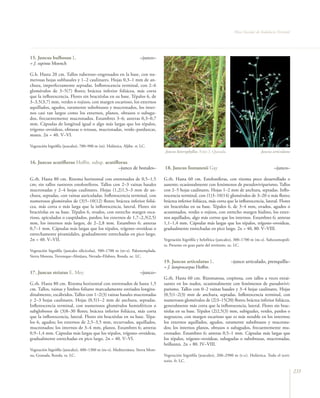 Flora Vascular de Andalucía Oriental




15. Juncus bulbosus L.                                                –junco–
= J. supinus Moench

G.b. Hasta 20 cm. Tallos tuberoso–engrosados en la base, con nu-
merosas hojas subbasales y 1–2 caulinares. Hojas 0,3–1 mm de an-
chura, imperfectamente septadas. Inflorescencia terminal, con 2–6
glomérulos de 3–5(7) flores; bráctea inferior foliácea, más corta
que la inflorescencia. Flores sin bractéolas en su base. Tépalos 6, de
3–3,5(3,7) mm, verdes o rojizos, con margen escarioso, los externos
aquillados, agudos, raramente subobtusos y mucronados, los inter-
nos casi tan largos como los externos, planos, obtusos o subagu-
dos, frecuentemente mucronados. Estambres 3–6; anteras 0,3–0,7
mm. Cápsulas de longitud igual o algo más largas que los tépalos,
trígono–ovoideas, obtusas o retusas, mucronadas, verde–parduzcas,
mates. 2n = 40. V–VI.

Vegetación higrófila (juncales), 700–900 m (m). Holártica. Aljibe. rr. LC.
                                                                                Juncus heterophyllus. Foto: J. Quesada                     Juncus articulatus

16. Juncus acutiflorus Hoffm. subsp. acutiflorus
                                            –junco de bonales–                  18. Juncus fontanesii Gay                                          –junco–

G.rh. Hasta 80 cm. Rizoma horizontal con entrenudos de 0,5–1,5                  G.rh. Hasta 60 cm. Estoloníferas, con rizoma poco desarrollado o
cm; sin tallos rastreros estoloníferos. Tallos con 2–3 vainas basales           ausente; ocasionalmente con fenómenos de pseudoviviparismo. Tallos
mucronadas y 2–4 hojas caulinares. Hojas (1,2)1,5–3 mm de an-                   con 2–5 hojas caulinares. Hojas 1–2 mm de anchura, septadas. Inflo-
chura, septadas, con vainas auriculadas. Inflorescencia terminal, con           rescencia terminal, con (1)3–10(14) glomérulos de 3–20 o más flores;
numerosos glomérulos de (3)5–10(12) flores; bráctea inferior foliá-             bráctea inferior foliácea, más corta que la inflorescencia, lateral. Flores
cea, más corta o más larga que la inflorescencia, lateral. Flores sin           sin bractéolas en su base. Tépalos 6, de 3–4 mm, ovados, agudos o
bractéolas en su base. Tépalos 6, ovados, con estrecho margen esca-             acuminados, verdes o rojizos, con estrecho margen hialino, los exter-
rioso, apiculados o cuspidados, pardos; los externos de 1,7–2,3(2,5)            nos aquillados, algo más cortos que los internos. Estambres 6; anteras
mm, los internos más largos, de 2–2,8 mm. Estambres 6; anteras                  1,1–1,4 mm. Cápsulas más largas que los tépalos, trígono–ovoideas,
0,7–1 mm. Cápsulas más largas que los tépalos, trígono–ovoideas o               gradualmente estrechadas en pico largo. 2n = 40, 80. V–VIII.
estrechamente piramidales, gradualmente estrechadas en pico largo.
2n = 40. V–VII.                                                                 Vegetación higrófila y helofítica (juncales), 300–1700 m (m–s). Subcosmopoli-
                                                                                ta. Presente en gran parte del territorio. oc. LC.
Vegetación higrófila (juncales silicícolas), 500–1700 m (m–s). Paleotemplada.
Sierra Morena, Trevenque–Almijara, Nevada–Filabres, Ronda. oc. LC.
                                                                                19. Juncus articulatus L.                –junco articulado, prenquilla–
                                                                                = J. lamprocarpus Hoffm.
17. Juncus striatus E. Mey.                                           –junco–
                                                                                G.rh. Hasta 60 cm. Rizomatosa, cespitosa, con tallos a veces enrai-
G.rh. Hasta 80 cm. Rizoma horizontal con entrenudos de hasta 1,5                zantes en los nudos, ocasionalmente con fenómenos de pseudovivi-
cm. Tallos, vainas y limbos foliares marcadamente estriados longitu-            parismo. Tallos con 0–2 vainas basales y 3–4 hojas caulinares. Hojas
dinalmente, escábridos. Tallos con 1–2(3) vainas basales mucronadas             (0,5)1–2(3) mm de anchura, septadas. Inflorescencia terminal, con
y 2–3 hojas caulinares. Hojas (0,5)1–2 mm de anchura, septadas.                 numerosos glomérulos de (2)3–15(20) flores; bráctea inferior foliácea,
Inflorescencia terminal, con numerosos glomérulos hemisféricos o                generalmente más corta que la inflorescencia, lateral. Flores sin brac-
subglobosos de (3)8–30 flores; bráctea inferior foliácea, más corta             téolas en su base. Tépalos (2)2,5(3) mm, subiguales, verdes, pardos o
que la inflorescencia, lateral. Flores sin bractéolas en su base. Tépa-         negruzcos, con margen escarioso que es más notable en los internos;
los 6, agudos; los externos de 2,5–3,5 mm, recurvados, aquillados,              los externos aquillados, agudos, raramente subobtusos y mucrona-
mucronados; los internos de 3–4 mm, planos. Estambres 6; anteras                dos; los internos planos, obtusos o subagudos, frecuentemente mu-
0,9–1,4 mm. Cápsulas más largas que los tépalos, trígono–ovoideas,              cronados. Estambres 6; anteras 0,5–1 mm. Cápsulas más largas que
gradualmente estrechadas en pico largo. 2n = 40. V–VI.                          los tépalos, trígono–ovoideas, subagudas o subobtusas, mucronadas,
                                                                                brillantes. 2n = 80. IV–VIII.
Vegetación higrófila (juncales), 400–1300 m (m–s). Mediterránea. Sierra More-
na, Granada, Ronda. ra. LC.                                                     Vegetación higrófila (juncales), 200–2900 m (t–c). Holártica. Todo el terri-
                                                                                torio. fr. LC.

                                                                                                                                                                 235
 