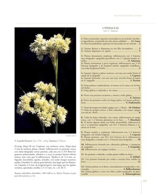 Flora Vascular de Andalucía Oriental




                                                                                                                  CYPERACEAE
                                                                                                                   (ed. C. Salazar)


                                                                                1. Flores unisexuales; aquenios encerrados en un utrículo (envoltu-
                                                                                ra lageniforme constituida por dos piezas soldadas) ..... 12. Carex
                                                                                1. Flores hermafroditas; aquenios no encerrados en un utrículo ... 2

                                                                                2. Glumas dísticas o dispuestas en tres filas incompletas ........ 3
                                                                                2. Glumas dispuestas en espiral .............................................. 5

                                                                                3. Plantas densamente cespitosas; inflorescencia con 2 brácteas
                                                                                muy desiguales; espiguillas paucifloras, con 2–3 glumas basales es-
                                                                                tériles ..................................................................... 11. Schoenus
                                                                                3. Plantas rizomatosas o poco cespitosas; inflorescencia con 2–30
                                                                                brácteas desiguales o de longitud similar; espiguillas multifloras,
                                                                                con todas las glumas fértiles ......................................................... 4

                                                                                4. Aquenio trígono o plano–convexo, con una cara ancha frente al
                                                                                raquis de la espiguilla .................................................. 1. Cyperus
                                                                                4. Aquenio lenticular, con una cara muy estrecha frente al raquis
                                                                                de la espiguilla ........................................................... 2. Pycreus

                                                                                5. Hojas pelosas o puberulentas, al menos en la vaina y en la base
                                                                                del limbo ................................................................................... 6
                                                                                5. Hojas glabras o reducidas a las vainas ................................... 7

                                                                                6. Flores con perianto escamoso y setáceo; estilo glabro .............
                                                                                ............................................................................... 8. Fuirena
                                                                                6. Flores sin perianto; estilo con largos pelos, o al menos puberu-
                                                                                lento ................................................................ 9. Fimbristylis

                                                                                7. Hojas de margen serrulado; espigas con 1–3 flores .. 10. Cladium
                                                                                7. Hojas de margen entero, o bien reducidas a las vainas; espigas
                                                                                con más de 3 flores ...................................................................... 8

                                                                                8. Todas las hojas reducidas a las vainas; inflorescencia en espiga
                                                                                única, con 1–2 brácteas glumáceas en la base ...... 7. Eleocharis
                                                                                8. Al menos algunas hojas con limbo desarrollado; inflorescencia
                                                                                con 1 a numerosas espiguillas, con (0)1–3 brácteas foliáceas o se-
                                                                                táceas en la base ......................................................................... 9

                                                                                9. Plantas anuales y cespitosas; inflorescencia con 2–3 brácteas
                                                               Luzula lactea    desiguales o de similar longitud .................................. 1. Cyperus
                                                                                9. Plantas perennes, con (0)1–3(4) brácteas de la inflorescencia
                                                                                muy desiguales, o anuales con 1–2 brácteas muy desiguales ........ 10
5. Luzula forsteri (Sm.) DC. subsp. baetica P. Monts.
                                                                                10. Inflorescencia formada por cabezuelas globosas y compactas
H.caesp. Hasta 30 cm. Cespitosa, con estolones cortos. Hojas hasta              de espiguillas .......................................................... 5. Scirpoides
5 mm de anchura, planas, ciliadas. Inflorescencia en panícula, erecta,          10. Inflorescencia con espigas ovoideas .................................... 11
con ramas desiguales, erecto–patentes, cada una con 2–3(5) flores lar-
gamente pedunculadas, solitarias o a veces en parejas; bráctea inferior         11. Sin perianto o reducido a cerdas apenas visibles en fruto ………
setácea, más corta que la inflorescencia. Tépalos 6, de 3–4 mm, su-             ….........................................….….............................. 6. Isolepis
biguales, lanceolados, agudos, aristados, con ancho margen escarioso,           11. Con perianto formado por cerdas o escamas bien visibles en
pardos. Estambres 6; anteras generalmente más largas que los filamen-           fruto ........…........................................................................… 12
tos. Cápsulas 3–4 mm, de longitud igual o más largas que los tépalos,
ovoideas, apiculadas; semillas 1,3–1,5 mm. 2n = 24. III–V.                      12. Glumas pelosas en el dorso, marcadamente emarginadas y mu-
                                                                                cronadas …..................................................… 3. Bolboschoenus
                                                                                12. Glumas glabras, a veces con cilios o pelos marginales, de ápice
Bosques caducifolios climatófilos, 1200–1600 m (s). Ibérica. Presente en gran   variable ….................................................… 4. Schoenoplectus
parte del territorio. oc. LC.

                                                                                                                                                                                  237
 