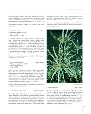 Flora Vascular de Andalucía Oriental




raquis alado. Glumas 3–4(4,2) mm, dísticas, densamente imbricadas,              mente imbricadas, ovales, con 3–5 nervios, muy cortamente mucrona-
ovadas, aquilladas, con nervios poco marcados, rojo oscuras con quilla          das, pajizas o pardo–blanquecinas. Estambres 3; estigmas 3. Aquenios
verdosa o pajiza. Estambres 3; estigmas 3. Aquenios trígonos, obovoi-           trígonos, apiculados, castaño claros. 2n = 42. II–X.
deos, pardo oscuros o negruzcos en la madurez. 2n = 26, 100, 128. V–II.
                                                                                Vegetación helofítica de aguas dulces e higrófila pratense (juncales), 0–50 m (t).
Vegetación arvense de regadíos, 0–900 m (t–m). Pantropical. Todo el terri-      Neófita (África tropical). Axarquía; se cultiva con frecuencia como ornamental en
torio. fr. LC.                                                                  fuentes y estanques. rr. LC.



3. Cyperus esculentus L.                                           –chufa–
= Chlorocyperus esculentus (L.) Palla
= Cyperus aureus Ten.
= Pycreus esculentus (L.) Hayek

G.b. 15–40 cm. Rizomas c. 1 mm de diámetro, con tubérculos glo-
bosos y pocas escamas pequeñas. Tallos trígonos. Hojas 2–6 mm de
anchura, planas o algo plegadas, de margen escábrido. Inflorescen-
cia umbeliforme, terminal, con 3–7 radios desiguales; brácteas 3–4,
muy desiguales, la inferior mucho más larga que la inflorescencia.
Espiguillas (4,5)5–15(18) x 1,5–2 mm, lanceoladas, con raquis ala-
do. Glumas 2,2–3,2 mm, dísticas, laxamente imbricadas, ovado–
elípticas, cóncavas, con 7 nervios claramente visibles, amarillentas
o pardo–amarillentas. Estambres 3; estigmas 3. Aquenios trígonos,
pardo oscuros o negruzcos en la madurez. IX–X.

Vegetación pratense higrófila (herbazales), 0–900 m (t–m). Mediterránea. Gra-
nada, Alpujarras, Axarquía. ra. LC.



4. Cyperus eragrostis Lam.                               –juncia olorosa–
= Chlorocyperus eragrostis (Lam.) Rikli
= Cyperus depressus Moench
= C. vegetus Willd.

H.rept. 20–90 cm. Rizomas con entrenudos ± largos. Tallos trígonos.
Hojas 4–10 mm de anchura, planas, de margen escábrido. Inflorescen-
cia umbeliforme, terminal, con radios desiguales; brácteas (5)6–8, muy
desiguales, la inferior mucho más larga que la inflorescencia. Espigui-
llas 8–12(14) x 2–3,5 mm, lanceoladas; raquis áptero. Glumas 1,8–2,5
mm, dísticas, patentes y algo separadas entre sí, ovado–lanceoladas,
acuminadas, pajizas o amarillentas. Estambres 1; estigmas 3. Aquenios
trígonos, obovoideos, apiculados, pardos. 2n = 42. IV–X.

Vegetación pratense higrófila (herbazales algo nitrificados), 400–600 m (m).                                                                Cyperus involucratus
Neófita (Neotropical). Granada. rr. LC.
                                                                                6. Cyperus fuscus L.                                          –juncia negra–

5. Cyperus involucratus Rottb.                       –papiro, paragüitas–       Th.caesp. (2)5–25(35) cm. Anual, cespitosa. Tallos trígonos. Hojas
                                                                                (1)1,5–3(4,5) mm de anchura, planas. Inflorescencia umbeliforme,
H.rept. Hasta 130 cm. Muy robusta, con rizomas subleñosos de hasta              terminal, con 4–7(10) radios desiguales; brácteas 3–5, desiguales, la
13 mm de diámetro. Tallos cilíndricos, algo estriados. Hojas reducidas          inferior mucho más larga que la inflorescencia. Espiguillas 3–8 x 1–1,5
a vainas basales, a veces mucronadas. Inflorescencia umbeliforme, ter-          mm, oblongo–lanceoladas; raquis áptero. Glumas 1–1,2 mm, dísti-
minal, compuesta, con radios primarios de hasta 20 cm y numerosos               cas, obovadas o suborbiculares, trinervadas, con margen membraná-
radios secundarios; brácteas hasta 30, casi iguales en longitud, dispues-       ceo, cortamente mucronadas, pardas, con quilla verde. Estambres 2;
tas en hélice apretada a modo de involucro. Espiguillas 6–9 x 1,5–3             estigmas 3. Aquenios trígonos, elipsoideos u obovoideos, apiculados,
mm, oblongas; raquis áptero. Glumas 1,5–1,9 mm, dísticas, densa-                atenuados en la base, amarillentos. 2n = 72. V–XI.

                                                                                                                                                                     239
 