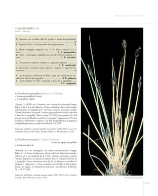 Flora Vascular de Andalucía Oriental




7. ELEOCHARIS R. Br.
(por C. Salazar)


 1. Aquenios con costillas, filas de papilas o estrías longitudinales
 .................................................................................................... 2
 1. Aquenios lisos u ornamentados homogéneamente ............... 3

 2. Planta emergida; espiguilla con 2–7(8) flores; aquenio 2–2,5
 mm ................................................................ 1. E. quinqueflora
 2. Planta ± sumergida; espiguilla con más de 8 flores; aquenio c.1
 mm ..................................................................... 2. E. acicularis

 3. Densamente cespitosa; estigmas 3; aquenios trígonos ……..…
 ...................................................….................. 5. E. multicaulis
 3. Rizomatosa, raramente algo cespitosa; estigmas 2; aquenios bi-
 convexos ...................................................................................... 4

 4. Las dos glumas inferiores sin flores, cada una rodeando la mi-
 tad de la base de la espiguilla ................................ 3. E. palustris
 4. Gluma inferior sin flor, rodeando la base de la espiguilla ......
 ............................................................................ 4. E. uniglumis



1. Eleocharis quinqueflora (Hartm.) O. Schwarz
= Scirpus quinqueflorus Hartm.
= S. pauciflorus Lightf.

H.caesp. 3–14(20) cm. Cespitosa, con rizoma de entrenudos largos.
Tallos 0,25–1 mm de diámetro. Hojas reducidas a las vainas basales.
Inflorescencia en espiguilla de 3–5(7) mm, solitaria, terminal, ovoidea.
Glumas dispuestas en espiral, la inferior generalmente fértil y rodeando
la base de la espiguilla. Flores escasas [2–7(8)], con perianto de 4–6
setas retrorso–escábridas; estambres 3; estigmas 3. Aquenios 2–2,5 mm,
ovoideos u obovoideos, trígonos, con filas longitudinales de papilas y
estilopodio persistente, pardo amarillentos. VI–VIII.

Vegetación helofítica y pratense higrófila (cervunales), 1700–2900 m (o–c). Cir-
cumboreal. Cazorla, Vélez–Baza, Nevada–Filabres. rr. VU [B2ab(iii, v); D2].



2. Eleocharis acicularis (L.) Roem. & Schult.
                                     –cirpo de aguja, junquillo–
= Scirpus acicularis L.

Hydr.rad. 3–6 cm. Sumergida, con rizoma de entrenudos ± largos.
Tallos 0,1–0,3 mm de diámetro. Hojas reducidas a las vainas basales.
Inflorescencia en espiguilla de 2–4 mm, solitaria, terminal, ovoidea.
Glumas dispuestas en espiral, la inferior fértil y rodeando la base de
la espiguilla. Flores numerosas (más de 8), sin perianto; estambres 3;
estigmas 3. Aquenios c. 1 mm, ovoideos, con costillas y filas longitu-
dinales de papilas y estilopodio persistente, amarillentos, brillantes.
2n = 20. VI–VII.

Vegetación hidrofítica enraizada de aguas dulces, 800–1900 m (m–s). Subcos-
mopolita. Sierra Morena, Cazorla. rr. NT.                                                                            Eleocharis quinqueﬂora

                                                                                                                                                 245
 