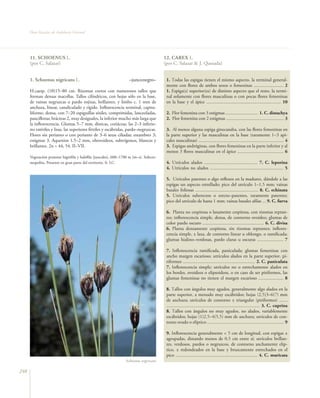 Flora Vascular de Andalucía Oriental




      11. SCHOENUS L.                                                                  12. CAREX L.
      (por C. Salazar)                                                                 (por C. Salazar & J. Quesada)


      1. Schoenus nigricans L.                                     –junco negro–        1. Todas las espigas tienen el mismo aspecto, la terminal general-
                                                                                        mente con flores de ambos sexos o femeninas ......................... 2
      H.caesp. (10)15–80 cm. Rizomas cortos con numerosos tallos que                    1. Espiga(s) superior(es) de distinto aspecto que el resto, la termi-
      forman densas macollas. Tallos cilíndricos, con hojas sólo en la base,            nal solamente con flores masculinas o con pocas flores femeninas
      de vainas negruzcas o pardo rojizas, brillantes, y limbo c. 1 mm de               en la base y el ápice ............................................................... 10
      anchura, linear, canaliculado y rígido. Inflorescencia terminal, capitu-
      liforme, densa, con 7–20 espiguillas sésiles, comprimidas, lanceoladas,           2. Flor femenina con 3 estigmas ........................... 1. C. distachya
      paucifloras; brácteas 2, muy desiguales, la inferior mucho más larga que          2. Flor femenina con 2 estigmas ................................................. 3
      la inflorescencia. Glumas 5–7 mm, dísticas, coriáceas, las 2–3 inferio-
      res estériles y lisas, las superiores fértiles y escábridas, pardo–negruzcas.     3. Al menos alguna espiga ginecandra, con las flores femeninas en
      Flores sin perianto o con perianto de 3–6 setas ciliadas; estambres 3;            la parte superior y las masculinas en la base (raramente 1–3 api-
      estigmas 3. Aquenios 1,5–2 mm, obovoideos, subtrígonos, blancos y                 cales masculinas) ........................................................................ 4
      brillantes. 2n = 44, 54. II–VII.                                                  3. Espigas andróginas, con flores femeninas en la parte inferior y al
                                                                                        menos 3 flores masculinas en el ápice ....................................... 6
      Vegetación pratense higrófila y halófila (juncales), 600–1700 m (m–s). Subcos-
      mopolita. Presente en gran parte del territorio. fr. LC.                          4. Utrículos alados ............................................. 7. C. leporina
                                                                                        4. Utrículos no alados .............................................................. 5

                                                                                        5. Utrículos patentes o algo reflexos en la madurez, dándole a las
                                                                                        espigas un aspecto estrellado; pico del utrículo 1–1,5 mm; vainas
                                                                                        basales foliosas ..................................................... 8. C. echinata
                                                                                        5. Utrículos suberectos o erecto–patentes, raramente patentes;
                                                                                        pico del utrículo de hasta 1 mm; vainas basales afilas ... 9. C. furva

                                                                                        6. Planta no cespitosa o laxamente cespitosa, con rizomas reptan-
                                                                                        tes; inflorescencia simple, densa, de contorno ovoideo; glumas de
                                                                                        color pardo oscuro .................................................... 6. C. divisa
                                                                                        6. Planta densamente cespitosa, sin rizomas reptantes; inflores-
                                                                                        cencia simple, ± laxa, de contorno linear u oblongo, o ramificada;
                                                                                        glumas hialino–verdosas, pardo claras u oscuras ...................... 7

                                                                                        7. Inflorescencia ramificada, paniculada; glumas femeninas con
                                                                                        ancho margen escarioso; utrículos alados en la parte superior, pi-
                                                                                        riformes ............................................................. 2. C. paniculata
                                                                                        7. Inflorescencia simple; utrículos no o estrechamente alados en
                                                                                        los bordes, ovoideos o elipsoideos, o en caso de ser piriformes, las
                                                                                        glumas femeninas no tienen el margen escarioso ..................... 8

                                                                                        8. Tallos con ángulos muy agudos, generalmente algo alados en la
                                                                                        parte superior, a menudo muy escábridos; hojas (2,5)3–6(7) mm
                                                                                        de anchura; utrículos de contorno ± triangular (piriformes) .......
                                                                                        ............................................................................... 3. C. cuprina
                                                                                        8. Tallos con ángulos no muy agudos, no alados, variablemente
                                                                                        escábridos; hojas (1)2,5–4(5,5) mm de anchura; utrículos de con-
                                                                                        torno ovado o elíptico ................................................................. 9

                                                                                        9. Inflorescencia generalmente < 5 cm de longitud, con espigas ±
                                                                                        agrupadas, distando menos de 0,5 cm entre sí; utrículos brillan-
                                                                                        tes, verdosos, pardos o negruzcos, de contorno anchamente elíp-
                                                                                        tico, ± redondeados en la base y bruscamente estrechados en el
                                                                                        pico ..................................................................... 4. C. muricata
                                                                 Schoenus nigricans

248
 