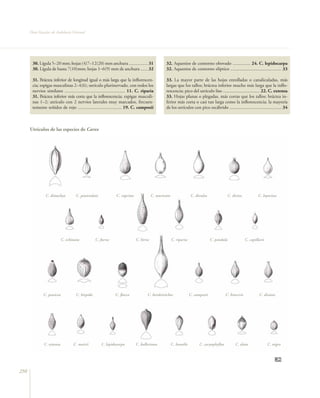 Flora Vascular de Andalucía Oriental




       30. Lígula 5–20 mm; hojas (4)7–12(20) mm anchura ................ 31                      32. Aquenios de contorno obovado ............... 24. C. lepidocarpa
       30. Lígula de hasta 7(10)mm; hojas 1–6(9) mm de anchura ...... 32                         32. Aquenios de contorno elíptico ........................................... 33

       31. Bráctea inferior de longitud igual o más larga que la inflorescen-                    33. La mayor parte de las hojas enrolladas o canaliculadas, más
       cia; espigas masculinas 2–4(6); utrículo plurinervado, con todos los                      largas que los tallos; bráctea inferior mucho más larga que la inflo-
       nervios similares ................................................... 11. C. riparia      rescencia; pico del utrículo liso ............................... 22. C. extensa
       31. Bráctea inferior más corta que la inflorescencia; espigas masculi-                    33. Hojas planas o plegadas, más cortas que los tallos; bráctea in-
       nas 1–2; utrículo con 2 nervios laterales muy marcados, frecuen-                          ferior más corta o casi tan larga como la inflorescencia; la mayoría
       temente teñidos de rojo ..................................... 19. C. camposii             de los utrículos con pico escábrido ............................................ 34



      Utrículos de las especies de Carex




                C. distachya        C. paniculata                C. cuprina              C. muricata                C. divulsa               C. divisa            C. leporina




                            C. echinata           C. furva                    C. hirta                 C. riparia                 C. pendula              C. capillaris




               C. panicea            C. hispida                 C. ﬂacca              C. hordeistichos              C. camposii             C. binervis            C. distans




               C. extensa          C. mairii          C. lepidocarpa          C. halleriana            C. humilis         C. caryophyllea         C. elata                C. nigra




250
 