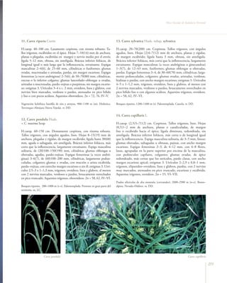 Flora Vascular de Andalucía Oriental




11. Carex riparia Curtis                                                        13. Carex sylvatica Huds. subsp. sylvatica

H.caesp. 40–100 cm. Laxamente cespitosa, con rizoma robusto. Ta-                H.caesp. 20–70(200) cm. Cespitosa. Tallos trígonos, con ángulos
llos trígonos, escábridos en el ápice. Hojas 7–10(14) mm de anchura,            agudos, lisos. Hojas (2)4–7(12) mm de anchura, planas y rígidas,
planas o plegadas, escábridas en margen y nervio medio por el envés;            de margen escábrido; lígula hasta 3 mm, obtusa, sin antelígula.
lígula 5–12 mm, obtusa, sin antelígula. Bráctea inferior foliácea, de           Bráctea inferior foliácea, más corta que la inflorescencia, largamente
longitud igual o más larga que la inflorescencia, envainante. Espigas           envainante. Espigas masculinas (a veces andróginas o ginecandras)
masculinas 2–4(6), de 25–60 mm, cilíndricas o fusiformes; glumas                1–3(7), de 12–43 mm, fusiformes; glumas oblongas u obovadas,
ovadas, mucronadas o aristadas, pardas, sin margen escarioso. Espigas           pardas. Espigas femeninas 3–4, de 30–60(70) mm, cilíndricas, larga-
femeninas (a veces andróginas) 2–5(6), de 50–70(80) mm, cilíndricas,            mente pedunculadas, colgantes; glumas ovadas, aristadas, verdosas,
erectas o la inferior colgante; glumas lanceolado–oblongas u ovadas,            hialinas o pardas, con ancho margen escarioso; estigmas 3. Utrículos
aristadas o mucronadas, pardo–rojizas o purpúreas, sin margen escario-          4–5 x 1–1,2 mm, trígonos, ovoideos, lisos y glabros, al menos con
so; estigmas 3. Utrículos 3–4 x c. 2 mm, ovoideos, lisos y glabros, con         2 nervios marcados, verdosos o pardos, bruscamente estrechados en
nervios bien marcados, verdosos o pardos, atenuados en pico bífido              pico bífido liso o con algunos acúleos. Aquenios trígonos, ovoideos.
y liso o con pocos acúleos. Aquenios obovoideos. 2n = 72, 76. IV–V.             2n = 58, 62. IV–VI.

Vegetación helofítica basófila de ríos y arroyos, 900–1100 m (m). Holártica.    Bosques riparios, 1200–1400 m (s). Paleotemplada. Cazorla. rr. DD.
Trevenque–Almijara (Sierra Tejeda). rr. DD.

                                                                                14. Carex capillaris L.
12. Carex pendula Huds.
= C. maxima Scop.                                                               H.caesp. (2,5)5–7(12) cm. Cespitosa. Tallos trígonos, lisos. Hojas
                                                                                (0,5)1–2 mm de anchura, planas o canaliculadas, de margen
H.caesp. 60–150 cm. Densamente cespitosa, con rizoma robusto.                   liso o escábrido hacia el ápice; lígula diminuta, redondeada, sin
Tallos trígonos, con ángulos agudos, lisos. Hojas 8–15(19) mm de                antelígula. Bráctea inferior foliácea, más corta o de longitud igual
anchura, plegadas y rígidas, de margen escábrido; lígula hasta 30(60)           que la inflorescencia. Espiga masculina solitaria, de 3–5 mm, linear;
mm, aguda o subaguda, sin antelígula. Bráctea inferior foliácea, más            glumas obovadas, subagudas u obtusas, pajizas, con ancho margen
corta que la inflorescencia, largamente envainante. Espiga masculina            escarioso. Espigas femeninas 2–3, de 4–12 mm, con 4–8 flores,
solitaria, de (20)100–150(190) mm, cilíndrica; glumas oblongas u                laxas, agrupadas en la parte superior por encima de la masculina,
obovadas, agudas, pardo–rojizas. Espigas femeninas (a veces andró-              con pedúnculos capilares, colgantes; glumas ovadas, de ápice
ginas) 3–6(7), de (60)100–200 mm, cilíndricas, largamente pedun-                redondeado, más cortas que los utrículos, pardo claras, con ancho
culadas, colgantes; glumas ± ovadas, con mucrón o arista escábrida,             margen escarioso apical; estigmas 3. Utrículos 2–2,9 x 0,8–1 mm,
pardo–rojizas, con estrecho margen escarioso o sin él; estigmas 3. Utrí-        trígonos, elipsoideo–ovoideos, lisos y glabros, pardos, con 2 nervios
culos 2,5–3 x 1–1,3 mm, trígonos, ovoideos, lisos y glabros, al menos           muy marcados, atenuados en pico truncado, escarioso y escábrido.
con 2 nervios marcados, verdosos o pardos, bruscamente estrechados              Aquenios trígonos, ovoideos. 2n = 55. VI–VII.
en pico truncado. Aquenios trígonos, obovoideos. 2n = 58, 62. IV–VI.
                                                                                Prados silicícolas de alta montaña (cervunales), 2000–2900 m (o–c). Boreo–
Bosques riparios, 200–1000 m (t–s). Paleotemplada. Presente en gran parte del   alpina. Nevada–Filabres. ra. DD.
territorio. oc. LC.




                   Carex pendula                                                                                                             Carex capillaris

                                                                                                                                                                 255
 