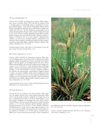 Flora Vascular de Andalucía Oriental




18. Carex hordeistichos Vill.

H.caesp. (5)12–25(30) cm. Densamente cespitosa. Tallos trígonos,
lisos, rectos o curvados. Hojas (2)3,5–5(6) mm de anchura, rectas
o curvadas, planas o canaliculadas, glaucas o amarillentas, de mar-
gen escábrido; lígula c. 1 mm, obtusa, sin antelígula. Bráctea inferior
foliácea, generalmente más larga que la inflorescencia. Espigas mas-
culinas (1)2–3(4), de 7–20 mm, fusiformes, aproximadas o con la
inferior distante; glumas obtusas, pardas o pajizas. Espigas femeninas
2–3(5), de 15–25 mm, ovoideas, agrupadas, erectas; glumas ovadas,
agudas u obtusas, más cortas que los utrículos, hialinas o pardas; es-
tigmas 3. Utrículos 8–10 x 2–2,5 mm, trígonos o planoconvexos,
ovoideos, con nervios poco marcados, glabros o puberulentos, con
acúleos en todo el margen y estrechamente alados en el ápice, pajizos,
atenuados en pico largo, bífido y escábrido. Aquenios trígonos, elips-
oideos u obovoideos. 2n = 56. V–VII.

Herbazales higrófilos, basófila, 1000–1600 m (s). Paleotemplada. Cazorla, Má-
gina, Granada, Vélez–Baza, Nevada–Filabres. ra. LC.



  19. Carex camposii Boiss. & Reut.

H.caesp. (20)70–130(150) cm. Densamente cespitosa. Tallos trígo-
nos, con ángulos obtusos, lisos. Hojas (5)10–12(18) mm de anchura,
plegadas y rígidas, de margen liso en la base y escábrido hacia el ápice;
lígula 5–20 mm, aguda, con antelígula mucho más corta, obtusa.
Bráctea inferior foliácea, más corta que la inflorescencia. Espigas mas-
culinas 1–2, de (15)30–50 x 3–5 mm, fusiformes; glumas oblongas,
agudas u obtusas, mucronadas, pardo–purpúreas oscuras. Espigas fe-
meninas 2–4, de (25)35–60(70) x 4–6 mm, cilíndricas, distantes,
las inferiores más pedunculadas, ocasionalmente colgantes; glumas
± ovadas, con mucrón escábrido, pardo–rojizas o purpúreas oscuras;
estigmas 3. Utrículos 2,5–3,5 x 1–2 mm, trígonos, elipsoideos, lisos
y glabros, con 2 nervios laterales muy marcados, rojizos, bruscamente
estrechados en pico bífido y algo escábrido. Aquenios trígonos, ovoi-
deos o elipsoideos. 2n = 72. V–VII.

Vegetación helofítica de ríos y arroyos, juncales y herbazales higrófilos silicícolas,
1000–2400 m (s–o). Nevada–Filabres. ra. NT.



20. Carex binervis Sm.

H.caesp. 20–50 cm. Cespitosa, con rizoma robusto. Tallos trígo-
nos, con ángulos obtusos, lisos. Vainas basales anaranjadas. Hojas
(2)3–4 mm de anchura, planas o plegadas, de margen liso en la
base y escábridas hacia el ápice y el nervio medio; lígula 1,5–3,5
mm, aguda o subaguda, con antelígula más corta, obtusa. Bráctea
inferior foliácea, más corta que la inflorescencia. Espiga masculina                                                                                   Carex camposii
solitaria, c. 15 x 2,5 mm, fusiforme; glumas oblongas, purpúreas.
Espigas femeninas 2–3, de 12–22 x c. 5 mm, cilíndricas, distantes,                       pico bífido generalmente escábrido. Aquenios trígonos, elipsoideos.
con pedúnculo de 3–5 mm, erectas o algo colgantes; glumas ± ova-                         2n = 72, 74. V–VI.
das, con mucrón escábrido, rojo–purpúreas con nervio medio ver-
de; estigmas 3. Utrículos c. 3 x 1,5 mm, trígonos, ovoideos, lisos y                     Juncales y herbazales higrófilos silicícolas, 300–700 m (t–m). Subatlántica.
glabros, con 2 nervios laterales muy marcados, rojizos, atenuados en                     Sierra Morena, Guadalquivir. ra. DD.

                                                                                                                                                                          257
 