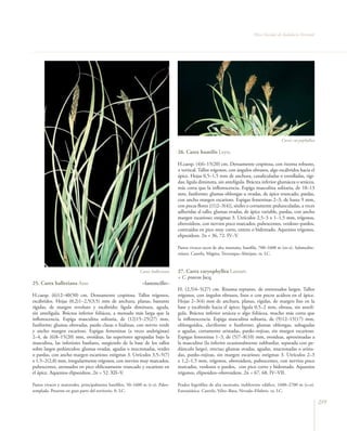 Flora Vascular de Andalucía Oriental




                                                                                                                                           Carex caryophyllea

                                                                                 26. Carex humilis Leyss.

                                                                                 H.caesp. (4)6–15(20) cm. Densamente cespitosa, con rizoma robusto,
                                                                                 ± vertical. Tallos trígonos, con ángulos obtusos, algo escábridos hacia el
                                                                                 ápice. Hojas 0,5–1,5 mm de anchura, canaliculadas o enrolladas, rígi-
                                                                                 das; lígula diminuta, sin antelígula. Bráctea inferior glumácea o setácea,
                                                                                 más corta que la inflorescencia. Espiga masculina solitaria, de 10–13
                                                                                 mm, fusiforme; glumas oblongas u ovadas, de ápice truncado, pardas,
                                                                                 con ancho margen escarioso. Espigas femeninas 2–3, de hasta 9 mm,
                                                                                 con pocas flores [(1)2–3(4)], sésiles o cortamente pedunculadas, a veces
                                                                                 adheridas al tallo; glumas ovadas, de ápice variable, pardas, con ancho
                                                                                 margen escarioso; estigmas 3. Utrículos 2,5–3 x 1–1,5 mm, trígonos,
                                                                                 obovoideos, con nervios poco marcados, pubescentes, verdoso–pardos,
                                                                                 contraídos en pico muy corto, entero o bidentado. Aquenios trígonos,
                                                                                 elipsoideos. 2n = 36, 72. IV–V.

                                                                                 Pastos vivaces secos de alta montaña, basófila, 700–1600 m (m–s). Submedite-
                                                                                 rránea. Cazorla, Mágina, Trevenque–Almijara. ra. LC.



                                                             Carex halleriana    27. Carex caryophyllea Latourr.
                                                                                 = C. praecox Jacq.
25. Carex halleriana Asso                                     –lastoncillo–
                                                                                 H. (2,5)4–5(27) cm. Rizoma reptante, de entrenudos largos. Tallos
H.caesp. (6)12–40(50) cm. Densamente cespitosa. Tallos trígonos,                 trígonos, con ángulos obtusos, lisos o con pocos acúleos en el ápice.
escábridos. Hojas (0,2)1–2,5(3,5) mm de anchura, planas, bastante                Hojas 2–3(4) mm de anchura, planas, rígidas, de margen liso en la
rígidas, de margen revoluto y escábrido; lígula diminuta, aguda,                 base y escábrido hacia el ápice; lígula 0,5–2 mm, obtusa, sin antelí-
sin antelígula. Bráctea inferior foliácea, a menudo más larga que la             gula. Bráctea inferior setácea o algo foliácea, mucho más corta que
inflorescencia. Espiga masculina solitaria, de (12)15–25(27) mm,                 la inflorescencia. Espiga masculina solitaria, de (9)12–15(17) mm,
fusiforme; glumas obovadas, pardo claras o hialinas, con nervio verde            oblongoidea, claviforme o fusiforme; glumas oblongas, subagudas
y ancho margen escarioso. Espigas femeninas (a veces andróginas)                 o agudas, cortamente aristadas, pardo–rojizas, sin margen escarioso.
2–4, de (6)8–15(20) mm, ovoideas, las superiores agrupadas bajo la               Espigas femeninas 1–3, de (5)7–8(10) mm, ovoideas, aproximadas a
masculina, las inferiores basilares, surgiendo de la base de los tallos          la masculina (la inferior ocasionalmente subbasilar, separada con pe-
sobre largos pedúnculos; glumas ovadas, agudas o mucronadas, verdes              dúnculo largo), erectas; glumas ovadas, agudas, mucronadas o arista-
o pardas, con ancho margen escarioso; estigmas 3. Utrículos 3,5–5(7)             das, pardo–rojizas, sin margen escarioso; estigmas 3. Utrículos 2–3
x 1,5–2(2,8) mm, irregularmente trígonos, con nervios muy marcados,              x 1,2–1,5 mm, trígonos, obovoideos, pubescentes, con nervios poco
pubescentes, atenuados en pico oblicuamente truncado y escarioso en              marcados, verdosos o pardos, con pico corto y bidentado. Aquenios
el ápice. Aquenios elipsoideos. 2n = 52. XII–V.                                  trígonos, elipsoideo–obovoideos. 2n = 67, 68. IV–VII.

Pastos vivaces y matorrales, principalmente basófilos, 50–1600 m (t–s). Paleo-   Prados higrófilos de alta montaña, indiferente edáfico, 1600–2700 m (s–o).
templada. Presente en gran parte del territorio. fr. LC.                         Euroasiática. Cazorla, Vélez–Baza, Nevada–Filabres. ra. LC.

                                                                                                                                                                  259
 