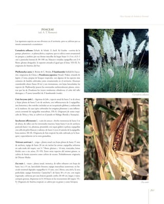 Flora Vascular de Andalucía Oriental




                                 POACEAE
                             (ed. A. T. Romero)


Las siguientes especies no son silvestres en el territorio, pero se cultivan por su
interés ornamental o económico:

Cortaderia selloana (Schult. & Schult. f.) Asch. & Graebn. –carrizo de la
pampa, plumeros–, es planta dioica, cespitosa, que se cultiva como ornamental
en parques y jardines por sus densas macollas de largas hojas (1–3 m x 0,5–1
cm) y panículas lanosas de 30–100 cm, blancas o rosadas; espiguillas con 2–6
flores; glumas desiguales, la superior aristada al igual que el lema. VII–IX. Es
originaria de América del Sur.

Phyllostachys aurea A. Rivière & C. Rivière, P. bambusoides Siebold & Zucca-
rini, originarias de China, y Pseudosasa japonica (Steud.) Nakai, oriunda de
Japón y Corea, propias de bosques tropicales, son algunas de las especies más
comunes de bambú cultivadas como ornamentales en el territorio. Alcanzan
considerable altura (hasta 20 m) y son rizomatosas, con hojas lanceoladas; las
especies de Phyllostachys poseen los entrenudos unilateralmente planos, mien-
tras que las de Pseudosasa los tienen totalmente cilíndricos; el color del tallo
distingue a P. aurea (amarillo) de P. bambusoides (verde).
                                                                                                     Cortaderia selloana

Coix lacryma–jobi L. –lágrimas de Job–, especie anual de hasta 2 m de altura
y hojas planas de hasta 5 cm de anchura, con inflorescencia de 3 espiguillas,
una femenina y dos estériles incluidas en un receptáculo globoso y endurecido
en la madurez, de cuyo ápice sobresalen los estigmas plumosos y una inflores-
cencia terminal de espiguillas masculinas. VII–X. Originaria de zonas tropi-
cales de África y Asia, se cultivó en el pasado en Málaga (Ronda y Axarquía).

Saccharum officinarum L. –caña de azúcar–, hierba rizomatosa de hasta 4 m
de altura, de tallos con los entrenudos macizos; hojas hasta 4 cm de anchura;
panícula hasta 1 m, plumosa, piramidal, con raquis glabro o peloso; espiguillas
con callo de pelos blancos y sedosos, de hasta 4 veces el tamaño de la espiguilla;
lema mútico. III–IX. Originaria de Asia tropical, ha sido cultivada en la Axar-
quía y especialmente en la costa granadina.

Triticum aestivum L. –trigo–, planta anual con hojas planas de hasta 15 mm
de anchura, espiga de hasta 20 cm sin incluir las aristas; espiguillas solitarias
en cada nudo del raquis, con 3–7 flores; glumas c. 10 mm, truncadas; lemas
fértiles con o sin arista. IV–VII. Entre otras especies del mismo género, se
cultiva de forma extensiva como cultivo de secano. Probablemente originaria
de Oriente Medio.

Zea mais L. –maíz–, planta anual, monoica, de tallos robustos con hojas de
hasta 1m x 15 cm, lanceolado–lineares; espigas masculinas numerosas, en fas-
cículo terminal digitado; espiguillas 6–15 mm, con 2 flores, una sésil y la otra
pedicelada; espigas femeninas (“panochas”) de hasta 40 x 8 cm, con raquis
engrosado, cubiertas por una bráctea grande; estilos 20–40 cm, largos y rojos;
cariopsis gruesas, dispuestas en 8–10 líneas en las excavaciones del raquis. VI–
X. Originaria de América tropical, se cultiva por su grano y como forrajera.                                    Zea mais


                                                                                                                             261
 