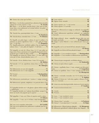 Flora Vascular de Andalucía Oriental




68. Glumas más cortas que las flores ....………….......…….. 71                                            80. Lemas múticos .................................................................. 81
                                                                                                       80. Algunos lemas aristados ................................................... 88
69. Planta > 1 m de altura; panícula laxa y plumosa; lema con pelos
sedosos de 3–9 mm; anteras ≥ 2 mm ….................... 76. Arundo                                     81. Gluma superior con 7 o más nervios ............................... 82
69. Planta < 1 m de altura; panícula densa o laxa, pero no plu-                                        81. Gluma superior 1–6–nervada ............................................ 83
mosa; lema a veces pubescente en la mitad inferior, con pelos < 2
mm; anteras < 2 mm ……..……...................................…….. 70                                    82. Perenne; inflorescencia en espiga no unilateral, con espiguillas
                                                                                                       solitarias ...................................................................... 10. Elymus
70. Panícula laxa, pauciespiculada; lema ≥ 4 mm .......................                                82. Anual; inflorescencia espiciforme unilateral, con espiguillas
............................................................................. 78. Danthonia            en fascículos ....................................................... 18. Sclerochloa
70. Panícula densa, contraída; lema < 2,5 mm ........ 79. Schismus
                                                                                                       83. Espiga unilateral, densa; espiguillas insertas sobre una cara
71. Raquilla con pelos largos y sedosos, lo que le confiere a la                                       del raquis, pectinadas ..................................... 26. Wangenheimia
panícula un aspecto algodonoso; lema ≥ 7 mm; pálea de longi-                                           83. Espiga o racimo bilateral, a veces unilateral pero nunca pec-
tud < ½ del lema .............................................. 77. Phragmites                         tinado ..................................................................................... 84
71. Raquilla pubescente, escábrida o glabra y lisa, sin largos pelos
sedosos; lema < 7 mm; pálea de longitud > ½ del lema .......... 72                                     84. Espiguillas con la cara lateral del lema adosado al raquis .........
                                                                                                       ................................................................................... 10. Elymus
72. Espiguilla con más de 6 flores; lema 1,4–2,5 mm; pálea tan                                         84. Espiguilla con el dorso del lema adosado al raquis ................. 85
larga como el lema y persistente en la espiguilla después de la desar-
ticulación que se realiza de abajo a arriba ..........… 87. Eragrostis                                 85. Espiguillas > 1,5 cm, reunidas en racimos ...... 7. Brachypodium
72. Espiguilla con menos de 6 flores; lema > 2,5 mm; pálea más                                         85. Espiguillas < 1,5 cm, reunidas en inflorescencias espiciformes ...
corta que el lema, desarticulándose junto a él …...............… 73                                    ................................................................................................ 86

73. Panícula > 20 cm, cilíndrica; lema > 3 mm, 3(5)–nervado .........                                  86. Glumas de ápice emarginado, con lóbulos obtusos ...................
.................................................................................. 80. Molinia         ........................................................................... 33. Narduroides
73. Panícula 1–3,5 cm, espiciforme, densa; lema ≤ 3 mm, 7–ner-                                         86. Glumas con ápice obtuso o agudo ....................................... 87
vado …................................................................. 84. Aeluropus
                                                                                                       87. Glumas ± aquilladas; lema ≤ 3 mm; cariopsis con hilo punti-
74. Inflorescencia con una sola espiguilla ................................ 75                         forme ................................................................. 17. Catapodium
74. Inflorescencia con 2 o más espiguillas ............................... 76                          87. Glumas no aquilladas; lema ≥ 3 mm; cariopsis con hilo lineal
                                                                                                       .......................................................................... 32. Micropyrum
75. Perennes ................................................... 7. Brachypodium
75. Anuales ............................................................ 8. Trachynia                  88. Glumas ± ventrudas, truncadas, con (1)2–6 aristas; lema con
                                                                                                       1–5 aristas ................................................................ 9. Aegilops
76. Inflorescencia constituida por 1 racimo o 1 espiga terminales                                      88. Glumas y/o lemas con 1 sola arista, agudas u obtusas, ni trun-
..................................................................................................77   cadas, ni ± ventrudas ................................................................ 89
76. Inflorescencia capitada, subglobosa o en panícula densa o laxa
................................................................................................. 98   89. Lemas con arista dorsal geniculada, inserta en el tercio superior
                                                                                                       ................................................................................ 37. Gaudinia
77. Espiguillas laterales con 1 sola gluma o gluma inferior ausente                                    89. Lemas con arista terminal y recta ........................................... 90
o rudimentaria ....................................................................... 78
77. Espiguillas laterales con 2 glumas desarrolladas, aunque la in-                                    90. Anuales ............................................................................... 91
ferior sea mucho más pequeña que la superior ........................ 79                               90. Perennes ........................................................................... 95

78. Espiguillas ≤ 5 mm, con 2 flores, la superior estéril y caduca ...                                 91. Lema > 5 mm (excluida la arista) .................................... 92
.................................................................................. 27. Psilurus        91. Lema ≤ 5 mm (excluida la arista) ................................... 93
78. Espiguillas > 5 mm, con 4–16 flores, todas hermafroditas ....
.................................................................................. 31. Lolium          92. Glumas y lema 7–nervados ………..................... 8. Trachynia
                                                                                                       92. Glumas 1–3–nervadas; lema 3–5–nervado …............ 24. Vulpia
79. Lema con la superficie tuberculada ................... 28. Castellia
79. Lema con la superficie lisa, pubescente o escábrida, pero no tu-                                   93. Inflorescencia ± bilateral; glumas subiguales ...... 32. Micropyrum
berculada ............................................................................... 80           93. Inflorescencia generalmente unilateral; glumas muy desiguales .. 94



                                                                                                                                                                                                             265
 