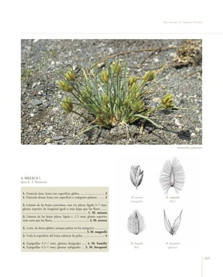 Flora Vascular de Andalucía Oriental




                                                                                                                           Ammochloa palaestina




4. MELICA L.
(por A. T. Romero)


 1. Panícula laxa; lema con superficie glabra ............................. 2
 1. Panícula densa; lema con superficie o márgenes pelosos ........ 3                           M. arrecta       M. magnolii
                                                                                                (espiguilla)        (flor)
 2. Lámina de las hojas convoluta, rara vez plana; lígula 3–7 mm;
 gluma superior de longitud igual o más larga que las flores .......
 .............................................................................. 1. M. minuta
 2. Lámina de las hojas plana; lígula c. 2,5 mm; gluma superior
 más corta que las flores ............................................ 2. M. arrecta

 3. Lema de dorso glabro, aunque peloso en los márgenes ...............
 ............................................................................. 3. M. magnolii
 3. Toda la superficie del lema cubierta de pelos .......................... 4

 4. Espiguillas 5,5–7 mm; glumas desiguales ..... 4. M. humilis                                 M. humilis       M. bocquetii
 4. Espiguillas 4,5–5 mm; glumas subiguales ... 5. M. bocquetii                                   (flor)          (glumas)


                                                                                                                                                      269
 