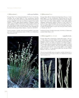 Flora Vascular de Andalucía Oriental




      1. Melica minuta L.                               –melica que bambolea–           2. Melica arrecta Kunze

      H.caesp. Hasta 75 cm. Lámina de las hojas 2,5–15 cm x 1,5–2,5 mm,                 H.caesp. Hasta 100 cm. Lámina de las hojas hasta 18 cm x c. 5 mm,
      convoluta, rara vez plana; lígula 3–7 mm, membranácea. Panícula                   plana; lígula c. 2,5 mm, membranácea. Panícula hasta 26 cm, laxa,
      3–15(27) cm, laxa, con las ramas de los nudos inferiores generalmente             con las ramas de los nudos inferiores generalmente patentes. Espigui-
      patentes. Espiguillas 5–8,2 mm, con 2 flores, la superior a veces estéril;        llas 6–7 mm, con 2 flores fértiles; raquilla c. 2 mm, glabra; glumas
      raquilla 1–1,5 mm, glabra; glumas desiguales o subiguales, membra-                subiguales, membranáceas, agudas, la inferior 4–5 mm, ovada, la su-
      náceas, agudas, la inferior (4,3)5–8 mm, ovada, la superior (4,2)5,2–8            perior 5–6 mm, ovado–lanceolada, más corta que las flores; lema c. 6
      mm, lanceolada, tan larga o más larga que las flores; lema 5–7,2 mm,              mm, de superficie glabra, con 15 nervios muy marcados y ápice obtu-
      de superficie glabra, con 8–9 nervios marcados y ápice espatulado; pá-            so; pálea de longitud igual o un poco más corta que el lema. Anteras
      lea mucho más corta que el lema. Anteras c. 2 mm. 2n = 36. III–VI.                c. 1,6 mm. 2n = 36. V.

      Grietas de roquedos y canchales, claros del matorral heliófilo en sitios pedre-   Sotobosque de bosques esclerófilos (alcornocales), 100–300 m (t). Mediterránea
      gosos, sobre sustratos preferentemente calizos, 0–1900 m (t–o). Mediterránea.     occidental. Aljibe, Ronda. rr. NT.
      Todo el territorio. fr. LC.

                                                                                        3. Melica magnolii Gren. & Godr.                        –espiguilla de seda–

                                                                                        H.caesp. Hasta 90 cm. Rizomatosa. Lámina de las hojas 7–20 cm x
                                                                                        c. 3 mm, plana o convoluta; lígula 2–5 mm, membranácea, aguda.
                                                                                        Panícula 2–16(20) cm, densa, a veces lobada en la parte inferior. Es-
                                                                                        piguillas 5–9 mm, con 2 flores, la superior a veces fértil; raquilla c.
                                                                                        1,5 mm, glabra; glumas desiguales, membranáceas, agudas, la inferior
                                                                                        (3)5,5–7 mm, ovada, la superior (5)6–9 mm, lanceolada, mucronada
                                                                                        o subaristada; lema (4)5,5–7 mm, de dorso glabro y zona marginal
                                                                                        pelosa, con pelos c. 3,5 mm, patentes; pálea más corta que el lema.
                                                                                        Anteras c.1 mm. 2n = 18. IV–VI.

                                                                                        Claros del matorral heliófilo, grietas de roquedos y canchales (subrupícola), so-
                                                                                        bre sustratos preferentemente calizos, 0–2200 m (t–o). Mediterránea occidental.
                                                                                        Todo el territorio. fr. LC.




                                                                      Melica minuta                          Melica magnolii                          Glyceria declinata

270
 