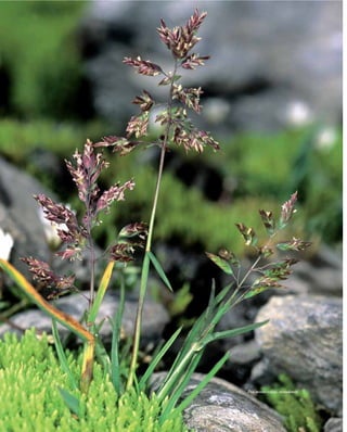 Flora vascular tomo_1