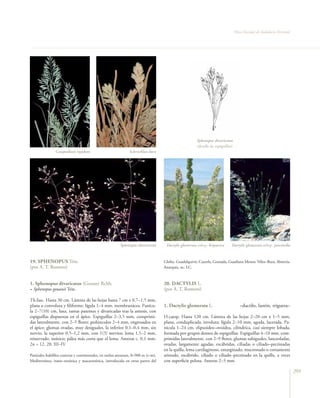 Flora vascular tomo_1