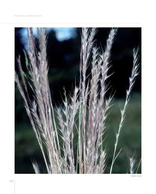 Flora vascular tomo_1