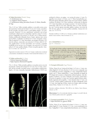 Flora vascular tomo_1