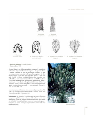 Flora vascular tomo_1