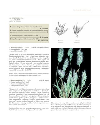 Flora vascular tomo_1