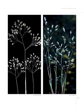 Flora vascular tomo_1