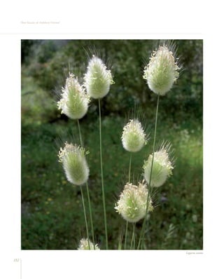 Flora vascular tomo_1