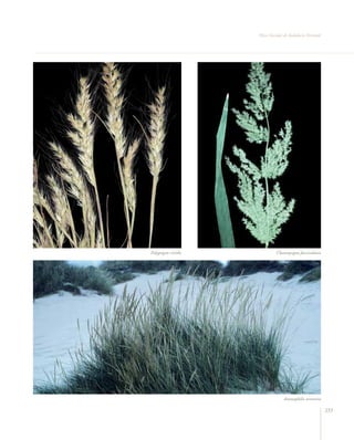 Flora vascular tomo_1