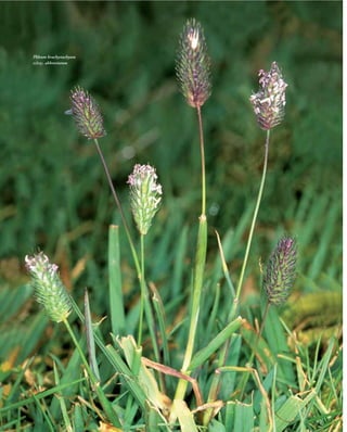 Flora vascular tomo_1