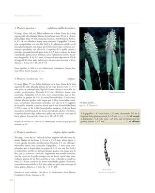 Flora vascular tomo_1