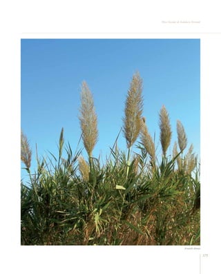 Flora vascular tomo_1