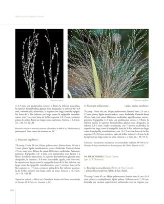 Flora vascular tomo_1