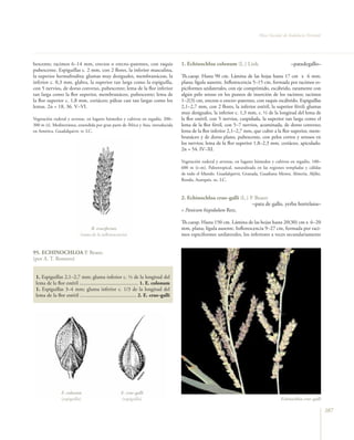 Flora vascular tomo_1