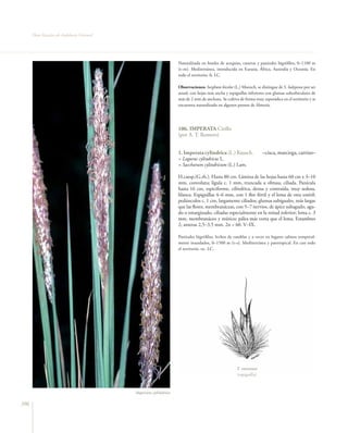 Flora vascular tomo_1