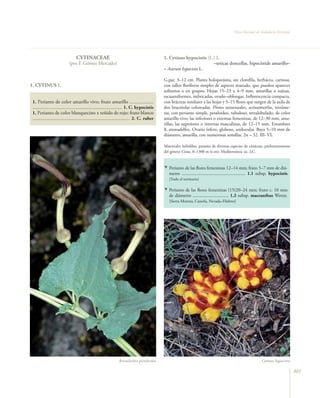 Flora vascular tomo_1