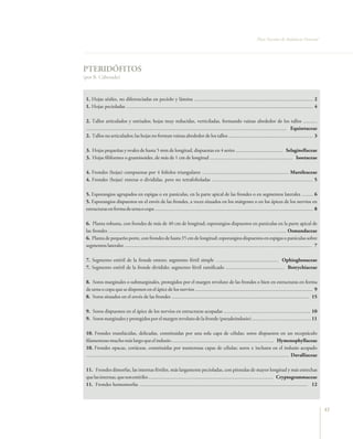 Flora Vascular de Andalucía Oriental




PTERIDÓFITOS
(por B. Cabezudo)



 1. Hojas sésiles, no diferenciadas en pecíolo y lámina ............................................................................................. 2
 1. Hojas pecioladas .................................................................................................................................................. 4

 2. Tallos articulados y estriados; hojas muy reducidas, verticiladas, formando vainas alrededor de los tallos ...........
 ............................................................................................................................................................. Equisetaceae
 2. Tallos no articulados; las hojas no forman vainas alrededor de los tallos .................................................................. 3

 3. Hojas pequeñas y ovales de hasta 5 mm de longitud, dispuestas en 4 series ..................................... Selaginellaceae
 3. Hojas filiformes o graminoides, de más de 1 cm de longitud ................................................................. Isoetaceae

 4. Frondes (hojas) compuestas por 4 folíolos triangulares .................................................................... Marsileaceae
 4. Frondes (hojas) enteras o divididas, pero no tetrafolioladas ............................................................................... 5

 5. Esporangios agrupados en espigas o en panículas, en la parte apical de las frondes o en segmentos laterales ......... 6
 5. Esporangios dispuestos en el envés de las frondes, a veces situados en los márgenes o en los ápices de los nervios en
 estructuras en forma de urna o copa ............................................................................................................................ 8

 6. Planta robusta, con frondes de más de 40 cm de longitud; esporangios dispuestos en panículas en la parte apical de
 las frondes ........................................................................................................................................... Osmundaceae
 6. Planta de pequeño porte, con frondes de hasta 35 cm de longitud; esporangios dispuestos en espigas o panículas sobre
 segmentos laterales ................................................................................................................................................... 7

 7. Segmento estéril de la fronde entero; segmento fértil simple …............................................. Ophioglossaceae
 7. Segmento estéril de la fronde dividido; segmento fértil ramificado .............................................. Botrychiaceae

 8. Soros marginales o submarginales, protegidos por el margen revoluto de las frondes o bien en estructuras en forma
 de urna o copa que se disponen en el ápice de los nervios ............................................................................................ 9
 8. Soros situados en el envés de las frondes ............................................................................................................ 15

 9. Soros dispuestos en el ápice de los nervios en estructuras acopadas .................................................................... 10
 9. Soros marginales y protegidos por el margen revoluto de la fronde (pseudoindusio) .............................................. 11

 10. Frondes translúcidas, delicadas, constituidas por una sola capa de células; soros dispuestos en un receptáculo
 filamentoso mucho más largo que el indusio ................................................................................ Hymenophyllaceae
 10. Frondes opacas, coriáceas, constituidas por numerosas capas de células; soros ± inclusos en el indusio acopado
 ............................................................................................................................................................... Davalliaceae

 11. Frondes dimorfas, las internas fértiles, más largamente pecioladas, con pínnulas de mayor longitud y más estrechas
 que las internas, que son estériles .................................................................................................. Cryptogrammaceae
 11. Frondes homomorfas .................................................................................................................................... 12



                                                                                                                                                                                41
 