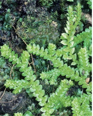 Selaginella denticulata.
 