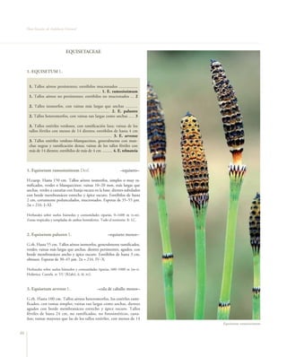 Flora Vascular de Andalucía Oriental




                                    EQUISETACEAE


     1. EQUISETUM L.


      1. Tallos aéreos persistentes; estróbilos mucronados .................
      ................................................................. 1. E. ramosissimum
      1. Tallos aéreos no persistentes; estróbilos no mucronados ... 2

      2. Tallos isomorfos, con vainas más largas que anchas ...........
      ......................................................................... 2. E. palustre
      2. Tallos heteromorfos, con vainas tan largas como anchas ..... 3

      3. Tallos estériles verdosos, con ramificación laxa; vainas de los
      tallos fértiles con menos de 14 dientes; estróbilos de hasta 4 cm
      ........................................................................... 3. E. arvense
      3. Tallos estériles verdoso–blanquecinos, generalmente con man-
      chas negras y ramificación densa; vainas de los tallos fértiles con
      más de 14 dientes; estróbilos de más de 4 cm .......... 4. E. telmateia



     1. Equisetum ramosissimum Desf.                                            –equiseto–

     H.caesp. Hasta 150 cm. Tallos aéreos isomorfos, simples o muy ra-
     mificados, verdes o blanquecinos; vainas 10–20 mm, más largas que
     anchas, verdes a castañas con franja oscura en la base, dientes subulados
     con borde membranáceo estrecho y ápice oscuro. Estróbilos de hasta
     2 cm, cortamente pedunculados, mucronados. Esporas de 35–55 µm.
     2n = 216. I–XI.

     Herbazales sobre suelos húmedos y comunidades riparias, 0–1600 m (t–m).
     Zonas tropicales y templadas de ambos hemisferios. Todo el territorio. fr. LC.



     2. Equisetum palustre L.                                         –equiseto menor–

     G.rh. Hasta 55 cm. Tallos aéreos isomorfos, generalmente ramificados,
     verdes; vainas más largas que anchas, dientes persistentes, agudos, con
     borde membranáceo ancho y ápice oscuro. Estróbilos de hasta 3 cm,
     obtusos. Esporas de 30–45 µm. 2n = 216. IV–X.

     Herbazales sobre suelos húmedos y comunidades riparias, 600–1000 m (m–s).
     Holártica. Cazorla. rr. VU [B2ab(i, ii, iii, iv)].



     3. Equisetum arvense L.                                 –cola de caballo menor–

     G.rh. Hasta 100 cm. Tallos aéreos heteromorfos, los estériles rami-
     ficados, con ramas simples; vainas tan largas como anchas, dientes
     agudos con borde membranáceo estrecho y ápice oscuro. Tallos
     fértiles de hasta 24 cm, no ramificados, no fotosintéticos, casta-
     ños; vainas mayores que las de los tallos estériles, con menos de 14
                                                                                                  Equisetum ramosissimum

46
 