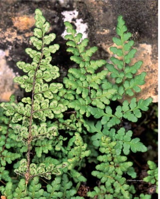 Flora Vascular de Andalucía Oriental




                                            Cheilanthes acrostica

52
 