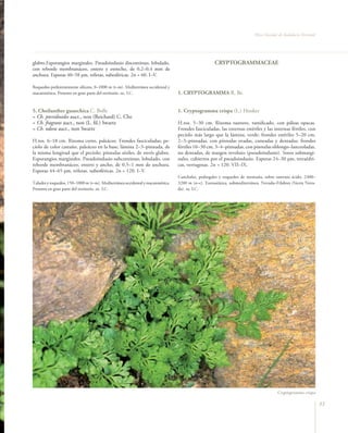 Flora Vascular de Andalucía Oriental




glabro.Esporangios marginales. Pseudoindusio discontinuo, lobulado,                                CRYPTOGRAMMACEAE
con reborde membranáceo, entero y estrecho, de 0,2–0,4 mm de
anchura. Esporas 40–58 µm, triletas, subesféricas. 2n = 60. I–V.

Roquedos preferentemente silíceos, 0–1000 m (t–m). Mediterránea occidental y
macaronésica. Presente en gran parte del territorio. oc. LC.                    1. CRYPTOGRAMMA R. Br.


5. Cheilanthes guanchica C. Bolle                                               1. Cryptogramma crispa (L.) Hooker
= Ch. pteridioides auct., non (Reichard) C. Chr.
= Ch. fragrans auct., non (L. fil.) Swartz                                      H.ros. 5–30 cm. Rizoma rastrero, ramificado, con páleas opacas.
= Ch. odora auct., non Swartz                                                   Frondes fasciculadas, las externas estériles y las internas fértiles, con
                                                                                pecíolo más largo que la lámina, verde; frondes estériles 5–20 cm,
H.ros. 6–18 cm. Rizoma corto, paleáceo. Frondes fasciculadas; pe-               2–3–pinnadas, con pínnulas ovadas, cuneadas y dentadas; frondes
cíolo de color castaño, paleáceo en la base; lámina 2–3–pinnada, de             fértiles 10–30 cm, 3–4–pinnadas, con pínnulas oblongo–lanceoladas,
la misma longitud que el pecíolo; pínnulas sésiles, de envés glabro.            no dentadas, de margen revoluto (pseudoindusio). Soros submargi-
Esporangios marginales. Pseudoindusio subcontinuo, lobulado, con                nales, cubiertos por el pseudoindusio. Esporas 24–30 µm, tetraédri-
reborde membranáceo, entero y ancho, de 0,5–1 mm de anchura.                    cas, verrugosas. 2n = 120. VII–IX.
Esporas 44–65 µm, triletas, subesféricas. 2n = 120. I–V.
                                                                                Canchales, pedregales y roquedos de montaña, sobre sustrato ácido, 2400–
Taludes y roquedos, 150–1000 m (t–m). Mediterránea occidental y macaronésica.   3200 m (o–c). Euroasiática, submediterránea. Nevada–Filabres (Sierra Neva-
Presente en gran parte del territorio. oc. LC.                                  da). ra. LC.




                                                                                                                                      Cryptogramma crispa

                                                                                                                                                                53
 