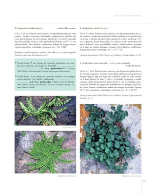 Flora Vascular de Andalucía Oriental




2. Asplenium trichomanes L.                            –culantrillo menor–        3. Asplenium viride Hudson

H.ros. 4–25 cm. Rizoma corto, rastrero, con abundantes páleas de color            H.ros. 6–20 cm. Rizoma corto, rastrero, con abundantes páleas de co-
castaño. Frondes laxamente fasciculadas, glabrescentes; pecíolo más               lor castaño. Frondes laxamente fasciculadas, glabrescentes; pecíolo más
corto que la lámina, de color castaño; lámina de 3–22 cm, 1–pinnada,              corto que la lámina, de color verde, castaño en la base; lámina de 5–17
linear–lanceolada, coriácea, verde; pinnas hasta 30 pares, de 0,5–1,2 cm,         cm, 1–pinnada, linear–lanceolada, no coriácea, verde; pinnas hasta 30
subauriculadas. Soros lineares, confluentes; indusio de margen entero.            pares, de hasta 5 mm, pecioluladas, ovadas a suborbiculares, cuneadas
Esporas monoletas, reticuladas, verrucosas. 2n = 144. I–XII.                      en la base, de margen dentado–crenado. Soros elípticos, confluentes.
                                                                                  Esporas monoletas, reticuladas. 2n = 72. V–VIII.
Roquedos y taludes húmedos y umbríos, 200–2000 m (t–o). Subcosmopolita.
Presente en gran parte del territorio. oc. LC.                                    Grietas de rocas silíceas, 1500–3100 m (s–c). Holártica. Nevada–Filabres. rr. NT.


   Fronde hasta 25 cm; pinnas de contorno asimétrico, con mar-                    4. Asplenium ruta–muraria L. subsp. ruta–muraria
   gen poco dentado, las basales no lobuladas …………...............                                                            –ruda de muros–
   ........................................ 2.1 subsp. quadrivalens D. E. Meyer
   [200–2000 m. Subcosmopolita. Presente en gran parte del territorio]            H.ros. 4–14 cm. Rizoma corto, rastrero, con abundantes páleas de co-
                                                                                  lor castaño–negruzco. Frondes fasciculadas, glabrescentes; pecíolo de
   Fronde hasta 15 cm; pinnas de contorno simétrico, con margen                   longitud igual o algo más largo que la lámina, verde, de color castaño
   inciso–dentado, las basales trilobuladas …..............................       en la base; lámina de hasta 7 cm, 1–2–pinnada, triangular u ovada,
   ..................... 2.2 subsp. pachyrachis (Christ) Lovis & Reichst.         coriácea, verde; pinnas hasta 5 pares, de 0,2–1 cm, pecioluladas, gene-
   [800–2000 m. Europea y mediterránea. Cazorla, Trevenque–Almijara, Ne-          ralmente divididas en segmentos flabeliformes de margen denticula-
   vada–Filabres y Ronda]                                                         do. Soros lineares, confluentes; indusio de margen fimbriado. Esporas
                                                                                  49–54 µm, monoletas, reticuladas, verrucosas. 2n = 144. XI–VI.

                                                                                  Fisuras de rocas calizas, 400–2500 m (t–o). Holártica. Presente en gran parte del
                                                                                  territorio. oc. LC.




                                                              Asplenium viride




                                                        Asplenium trichomanes                                                            Asplenium ruta–muraria

                                                                                                                                                                      59
 