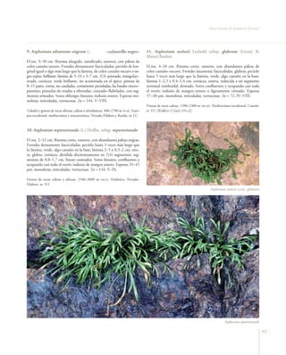 Flora Vascular de Andalucía Oriental




9. Asplenium adiantum–nigrum L.                            –culantrillo negro–         11. Asplenium seelosii Leybold subsp. glabrum (Litard. &
                                                                                       Maire) Rothm.
H.ros. 9–30 cm. Rizoma alargado, ramificado, rastrero, con páleas de
color castaño oscuro. Frondes densamente fasciculadas; pecíolo de lon-                 H.ros. 4–10 cm. Rizoma corto, rastrero, con abundantes páleas de
gitud igual o algo más largo que la lámina, de color castaño oscuro o ne-              color castaño–oscuro. Frondes laxamente fasciculadas, glabras; pecíolo
gro rojizo, brillante; lámina de 5–14 x 3–7 cm, 2(3)–pinnada, triangular–              hasta 5 veces más largo que la lámina, verde, algo castaño en la base;
ovada, coriácea, verde brillante, no acuminada en el ápice; pinnas de                  lámina 1–2,5 x 0,4–1,4 cm, coriácea, entera, reducida a un segmento
8–15 pares, cortas, no caudadas, cortamente pecioladas, las basales erecto–            terminal romboidal, dentado. Soros confluentes y ocupando casi todo
patentes; pínnulas de ovadas a obovadas, cuneado–flabeladas, con seg-                  el envés; indusio de margen entero o ligeramente crenado. Esporas
mentos aristados. Soros oblongo–lineares; indusio entero. Esporas mo-                  37–48 µm, monoletas, reticuladas, verrucosas. 2n = 72. IV–VIII.
noletas, reticuladas, verrucosas. 2n = 144. V–VIII.
                                                                                       Fisuras de rocas calizas, 1500–2300 m (m–o). Mediterránea occidental. Cazorla.
Taludes y grietas de rocas silíceas, calizas o ultrabásicas, 400–2700 m (t–o). Euro-   rr. VU [B2ab(v); C2a(i); D1+2].
pea occidental, mediterránea y macaronésica. Nevada–Filabres y Ronda. ra. LC.



10. Asplenium septentrionale (L.) Hoffm. subsp. septentrionale

H.ros. 2–12 cm. Rizoma corto, rastrero, con abundantes páleas negras.
Frondes densamente fasciculadas; pecíolo hasta 3 veces más largo que
la lámina, verde, algo castaño en la base; lámina 2–5 x 0,3–2 cm, erec-
ta, glabra, coriácea, dividida dicótomamente en 2(4) segmentos; seg-
mentos de 0,8–1,7 cm, linear–cuneados. Soros lineares, confluentes y
ocupando casi todo el envés; indusio de margen entero. Esporas 35–45
µm, monoletas, reticuladas, verrucosas. 2n = 144. V–IX.

Fisuras de rocas calizas y silíceas, 2500–3000 m (o–c). Holártica. Nevada–
Filabres. ra. NT.
                                                                                                                                   Asplenium seelosii susbp. glabrum




                                                                                                                                             Asplenium septentrionale

                                                                                                                                                                         61
 