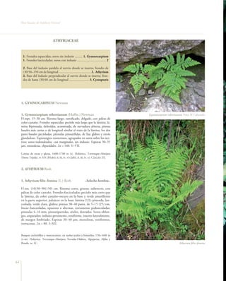 Flora Vascular de Andalucía Oriental




                                   ATHYRIACEAE


      1. Frondes esparcidas; soros sin indusio ......... 1. Gymnocarpium
      1. Frondes fasciculadas; soros con indusio ................................... 2

      2. Base del indusio paralela al nervio donde se inserta; frondes de
      (30)50–150 cm de longitud ....................................... 2. Athyrium
      2. Base del indusio perpendicular al nervio donde se inserta; fron-
      des de hasta (30)40 cm de longitud ........................ 3. Cystopteris




     1. GYMNOCARPIUM Newman


     1. Gymnocarpium robertianum (Hoffm.) Newman                                               Gymnocarpium robertianum. Foto: B. Cabezudo
     H.rept. 15–30 cm. Rizoma largo, ramificado, delgado, con páleas de
     color castaño. Frondes esparcidas; pecíolo más largo que la lámina; lá-
     mina bipinnada, deltoidea, acuminada, de nervadura abierta; pinnas
     basales más cortas o de longitud similar al resto de la lámina, los dos
     pares basales pecioladas; pínnulas pinnatífidas, de haz glabro y envés
     glanduloso. Esporangios numerosos, agrupados en soros sobre los ner-
     vios; soros redondeados, casi marginales, sin indusio. Esporas 30–35
     µm, monoletas, elipsoidales. 2n = 160. V–VII.

     Grietas de rocas y gleras, 1600–1700 m (s). Holártica. Trevenque–Almijara
     (Sierra Tejeda). rr. EN [B1ab(i, ii, iii, iv, v)+2ab(i, ii, iii, iv, v); C2a(i,ii); D].



     2. ATHYRIUM Roth


     1. Athyrium filix–femina (L.) Roth                            –helecho hembra–

     H.ros. (10)30–90(150) cm. Rizoma corto, grueso, suberecto, con
     páleas de color castaño. Frondes fasciculadas; pecíolo más corto que
     la lámina, de color castaño–oscuro en la base y verde amarillento
     en la parte superior, paleáceo en la base; lámina 2(3)–pinnada, lan-
     ceolada, verde clara, glabra; pinnas 30–40 pares, de 5–15 (25) cm,
     linear–lanceoladas, opuestas o alternas, cortamente pedunculadas;
     pínnulas 4–16 mm, pinnatipartidas, sésiles, dentadas. Soros oblon-
     gos, arqueados; indusio persistente, reniforme, inserto lateralmente,
     de margen fimbriado. Esporas 30–40 µm, monoletas, reniformes,
     verrucosas. 2n = 80. I–XII.


     Bosques esclerófilos y marcescentes, en suelos ácidos y húmedos, 150–1600 m
     (t–m). Holártica. Trevenque–Almijara, Nevada–Filabres, Alpujarras, Aljibe y
     Ronda. ra. LC.                                                                                                   Athyrium ﬁlix–femina




64
 