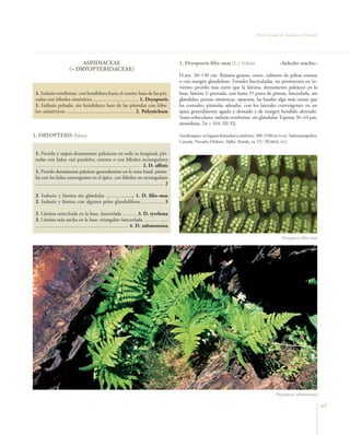 Flora Vascular de Andalucía Oriental




                                  ASPIDIACEAE                                                                       1. Dryopteris filix–mas (L.) Schott                     –helecho macho–
                             (= DRYOPTERIDACEAE)
                                                                                                                    H.ros. 30–130 cm. Rizoma grueso, corto, cubierto de páleas enteras
                                                                                                                    o con margen glanduloso. Frondes fasciculadas, no persistentes en in-
                                                                                                                    vierno; pecíolo más corto que la lámina, densamente paleáceo en la
 1. Indusio reniforme, con hendidura hasta el centro; base de las pín-                                              base; lámina 2–pinnada, con hasta 35 pares de pinnas, lanceolada, sin
 nulas con lóbulos simétricos ................................... 1. Dryopteris                                     glándulas; pinnas simétricas, opuestas, las basales algo más cortas que
 1. Indusio peltado, sin hendidura; base de las pínnulas con lóbu-                                                  las centrales; pínnulas adnadas, con los laterales convergentes en un
 los asimétricos .................................................... 2. Polystichum                                ápice generalmente agudo y dentado y de margen hendido–dentado.
                                                                                                                    Soros orbiculares; indusio reniforme, sin glándulas. Esporas 36–44 µm,
                                                                                                                    monoletas. 2n = 164. III–IX.

1. DRYOPTERIS Adans.                                                                                                Sotobosques, en lugares húmedos y umbríos, 300–2500 m (t–o). Subcosmopolita.
                                                                                                                    Cazorla, Nevada–Filabres, Aljibe, Ronda. ra. VU [B2ab(ii, iv)].

 1. Pecíolo y raquis densamente paleáceos en toda su longitud; pín-
 nulas con lados casi paralelos, enteros o con lóbulos rectangulares
 …………………...………....................................… 2. D. affinis
 1. Pecíolo densamente paleáceo generalmente en la zona basal; pínnu-
 las con los lados convergentes en el ápice, con lóbulos no rectangulares
 .............................................................................................................. 2

 2. Indusio y lámina sin glándulas ...................... 1. D. filix–mas
 2. Indusio y lámina con algunos pelos glandulíferos ................. 3

 3. Lámina estrechada en la base, lanceolada ........... 3. D. tyrrhena
 3. Lámina más ancha en la base, triangular–lanceolada ……..….....
 ....................................................................…. 4. D. submontana

                                                                                                                                                                             Dryopteris ﬁlix–mas




                                                                                                                                                                         Dryopteris submontana

                                                                                                                                                                                                     67
 