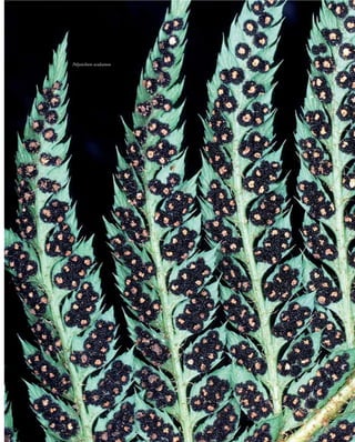 Polystichum aculeatum
 