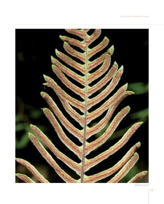 Flora Vascular de Andalucía Oriental




                  Blechnum spicant

                                       73
 