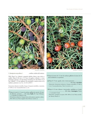 Flora Vascular de Andalucía Oriental




                                                            Juniperus communis                                                                      Juniperus oxycedrus

2. Juniperus oxycedrus L.                    –enebro, enebro de la miera–
                                                                                    Hojas de menos de 1,5 mm de anchura; gálbulo de menos de 10
NP.p. Hasta 5 m. Arbusto o pequeño arbolito, dioico; copa cónica o
amplia. Hojas 8–20 mm x 1–2 mm, de agudas a obtusas y a veces                       mm de diámetro, no pruinoso
punzantes, patentes, con dos franjas estomáticas de color blanco en el
haz. Gálbulo 7–13 mm, globoso, de anaranjado a castaño oscuro en la                  Hojas 8–15 mm, agudas, más o menos punzantes ......................
madurez, pruinoso o no. 2n = 22. X–I y III–V.                                        ................................................................. 2.2 subsp. oxycedrus
                                                                                     [Matorrales, formaciones arbustivas y bosques esclerófilos, 0–1400 m
Formaciones arbustivas termófilas, bosques y bosquetes esclerófilos y matorrales,    (t–m). Circunmediterránea. Todo el territorio. co]
0–1400 m (t–m). Circunmediterránea. co. LC.
                                                                                     Hojas 4–12 mm, obtusas o mucronadas, aquilladas en el ápice
                                                                                     ................................................ 2.3 subsp. transtagana Franco
   Hojas de más de 1,5 mm de anchura; gálbulo de más de 10 mm                        = J. navicularis Gand.
   de diámetro, pruinoso ...... 2.1 subsp. badia (H. Gay) Debeaux                    [Matorrales y pinsapares con pinos, 400–1300 m (t–m). Ibérica meridio-
   = J. oxycedrus var. badia H. Gay
                                                                                     nal. Almería, Ronda. rr]
   [Formaciones arbustivas y bosques mixtos sobre pizarras y granitos o calizas,
   500–1200 m (m). Íbero–magrebí. Sierra Morena, Cazorla. ra]




                                                                                                                                                                              85
 