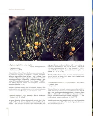 Flora Vascular de Andalucía Oriental




                                                                                                                                                Ephedra nebrodensis

     1. Ephedra fragilis Desf. subsp. fragilis                                        en grupos oblongo–ovoideos y subsésiles de 3–5 mm; brácteas su-
                                          –hierba de las coyunturas–                  borbiculares. Estróbilos con 3(4) pares de brácteas y pedículo de
     = E. gibraltarica Boiss.                                                         3–10 mm; túbulo estiliforme de 1,5 mm. Sincarpo 5–7 x 2,5–4
     = E. altissima sensu Willk.                                                      mm, ovoide; brácteas rojizas, que no cubren por completo a las
                                                                                      semillas. 2n = 24, 28. IV–VI.
     NP.genist. Hasta 2(3) m. Arbusto de tallos y ramas erectos, muy den-
     sos; ramas viejas cenicientas con ramillas de 1,5–2,2 mm de diámetro,            Matorrales xerófilos sobre rocas básicas, en sustratos margocalizos y yesíferos,
     fácilmente desarticulables. Hojas de hasta 2 mm, ± caducas. Conos                100–1400 m (t–m). Sur europea, O y C asiática. Cazorla, Guadiana Menor,
     masculinos 4–8 pares en grupos subglobosos y subsésiles de 5–10 mm;              Almería, Ronda, Axarquía. ra. NT.
     brácteas suborbiculares. Estróbilos con 2–3 pares de brácteas y pedí-
     culo de 2–5 mm; túbulo estiliforme de 3 mm. Sincarpo 7–9 x 2,5–3
     mm, oblongo–elipsoidal; brácteas rojo–anaranjadas o amarillentas,                3. Ephedra nebrodensis Guss. subsp. nebrodensis –belcho fino–
     cubriendo las semillas. IV–VI.                                                   = E. scoparia Lange
                                                                                      = E. major auct.
     Matorrales y formaciones arbustivas sobre gran variedad de sustratos, en zonas
     poco lluviosas o en suelos degradados o rocosos, 0–1100 m (t–m). Mediterránea    NP.genist. Hasta 1 m. Arbusto de ramas densas y ramillas de 0,4–0,7
     occidental y macaronésica. Presente en gran parte del territorio. co. LC.        mm de diámetro, de color verde oscuro, no desarticulables. Hojas de
                                                                                      hasta 3 mm, membranáceas. Conos masculinos 2–4 pares en grupos
                                                                                      globosos y sésiles de 2–4 mm. Estróbilos con 2 pares de brácteas y
     2. Ephedra distachya L. subsp. distachya –belcho, uva de mar–                    pedículo corto; túbulo estiliforme de 3 mm. Sincarpo 3–7 x 3 mm,
     = E. vulgaris L. C. M. Richard                                                   ovoide; brácteas rojizas o amarillentas. 2n =14. IV–VI.

     NP.genist. Hasta 1 m. Arbusto de ramillas de un verde claro o glau-              Matorrales xerófilos sobre calizas y dolomías, 1000–2100 m (m–o). Mediterránea
     cas, de 0,7–1 mm de diámetro, difícilmente desarticulables. Hojas                y macaronésica, alcanzando el W de Asia. Cazorla, Mágina, Guadiana Menor,
     de hasta 2 mm, de margen escarioso. Conos masculinos 4–8 pares                   Vélez–Baza, Almería, Ronda. ra. NT.


88
 